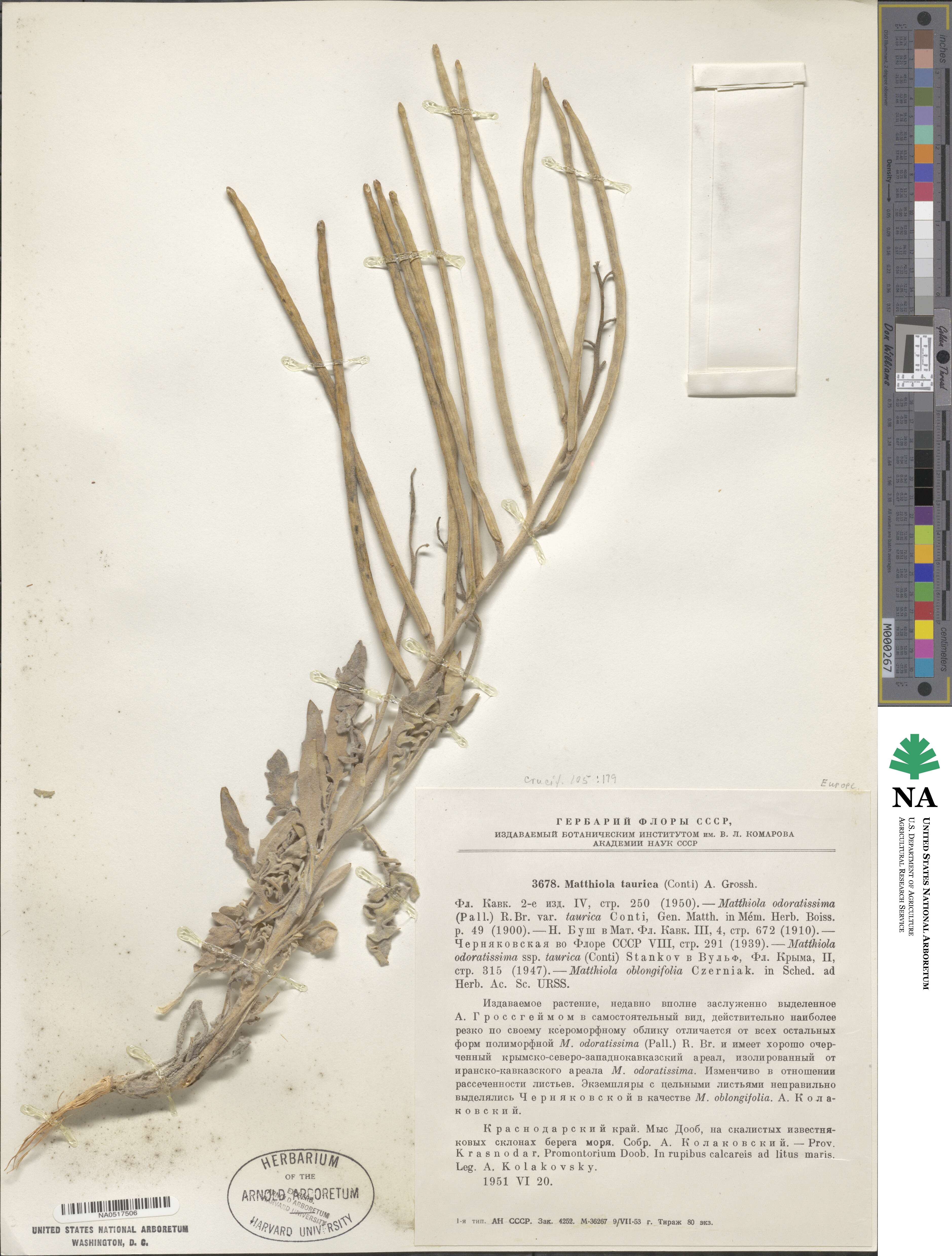 Matthiola odoratissima image