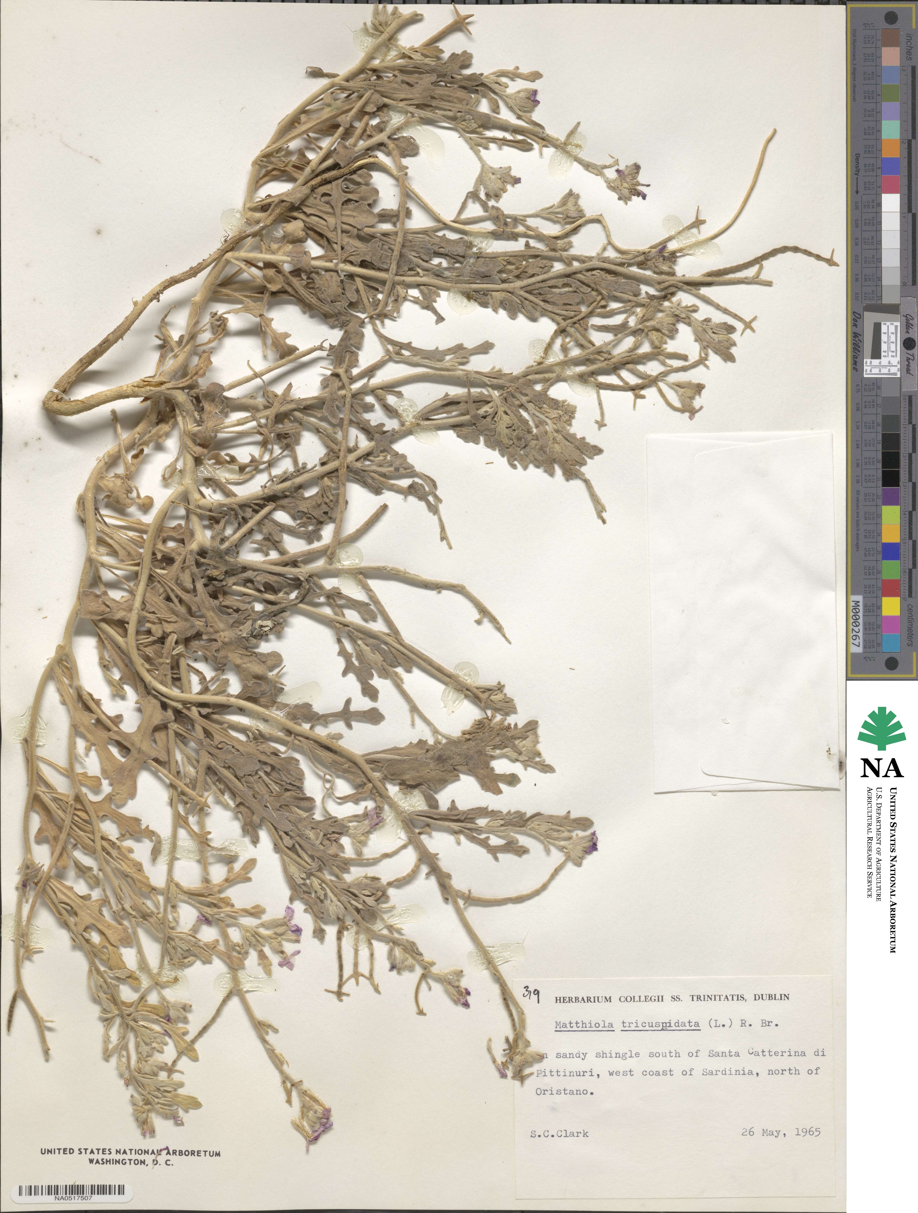 Matthiola tricuspidata image