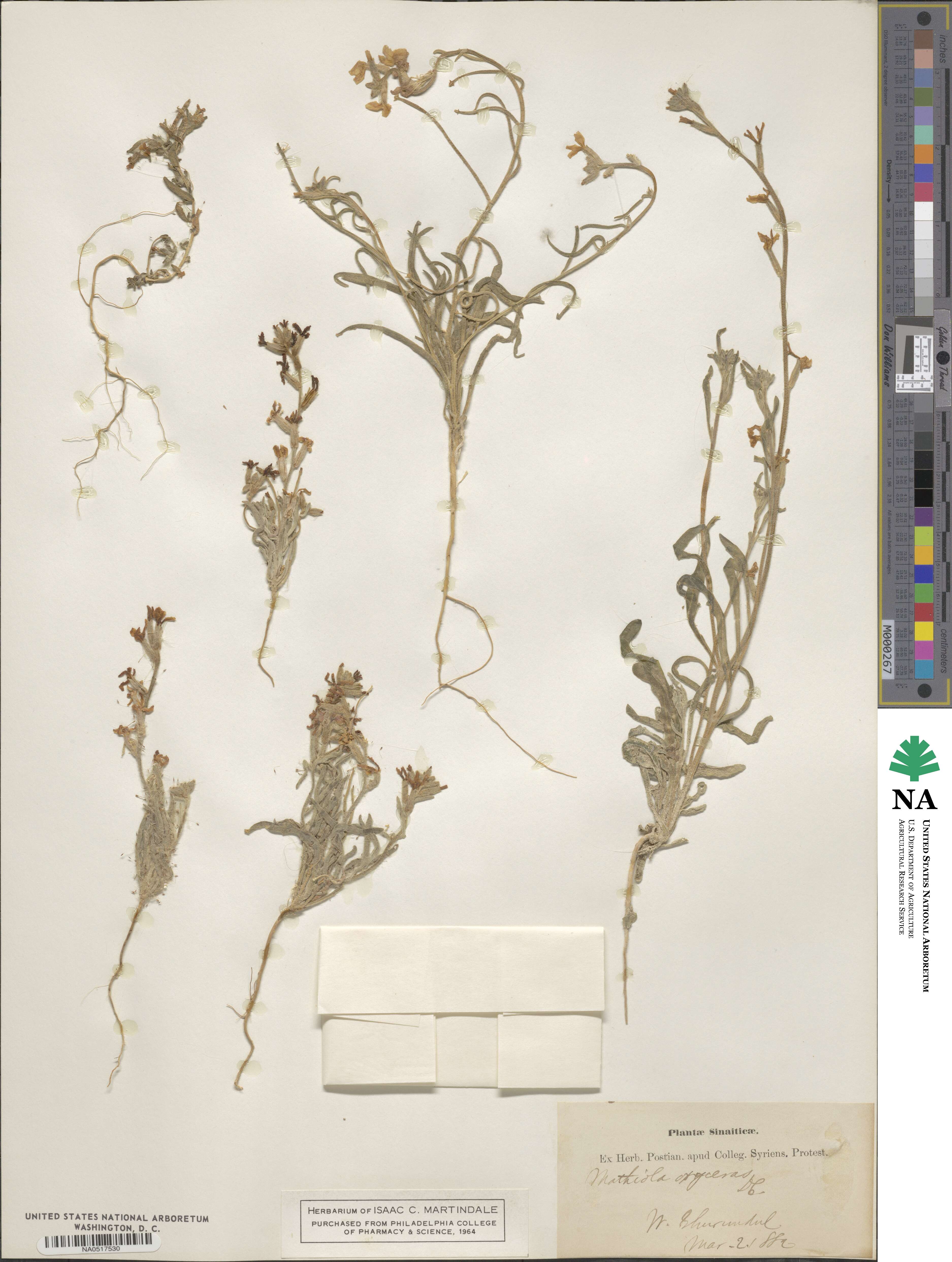 Matthiola longipetala image