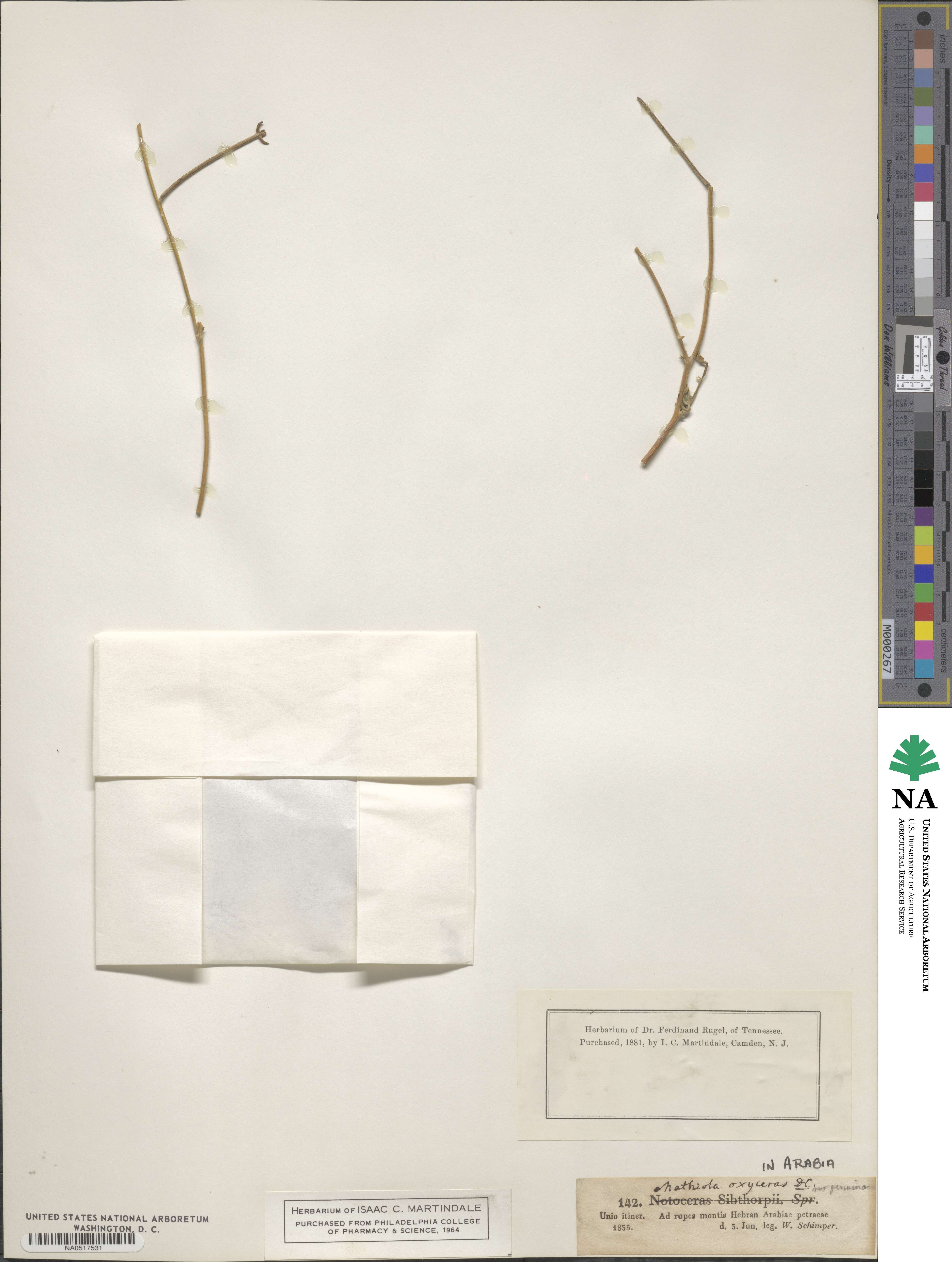 Matthiola longipetala image