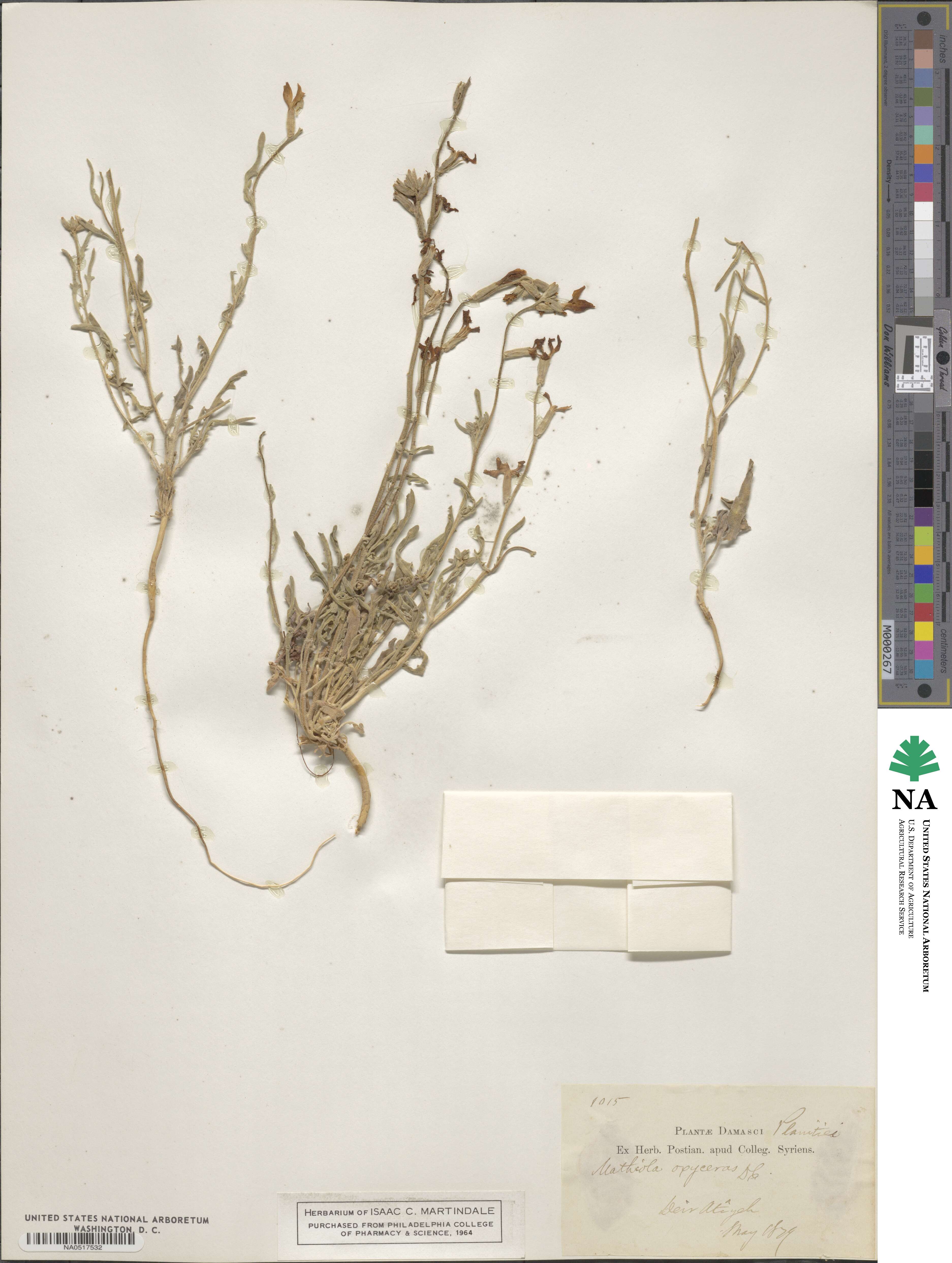Matthiola longipetala image