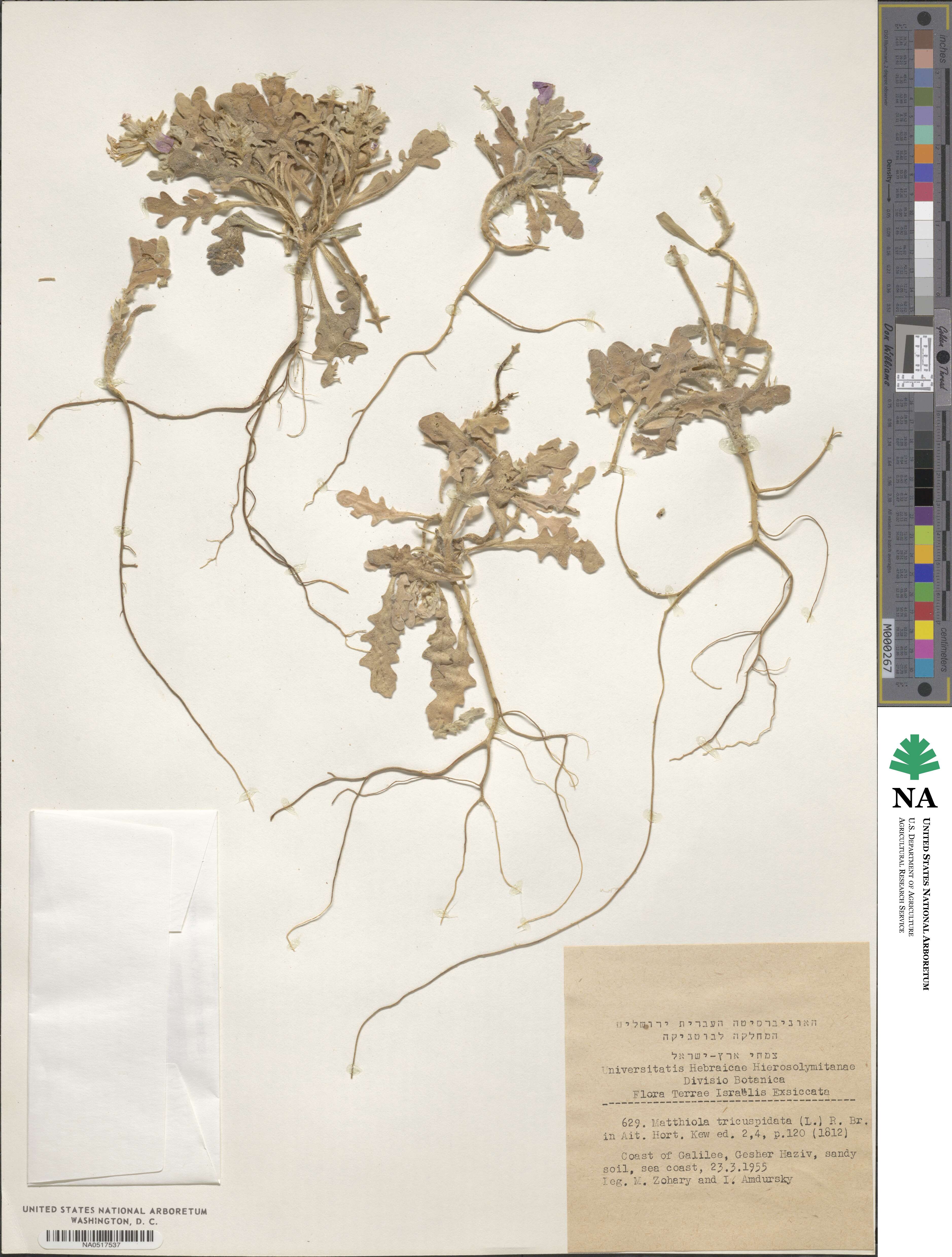 Matthiola tricuspidata image