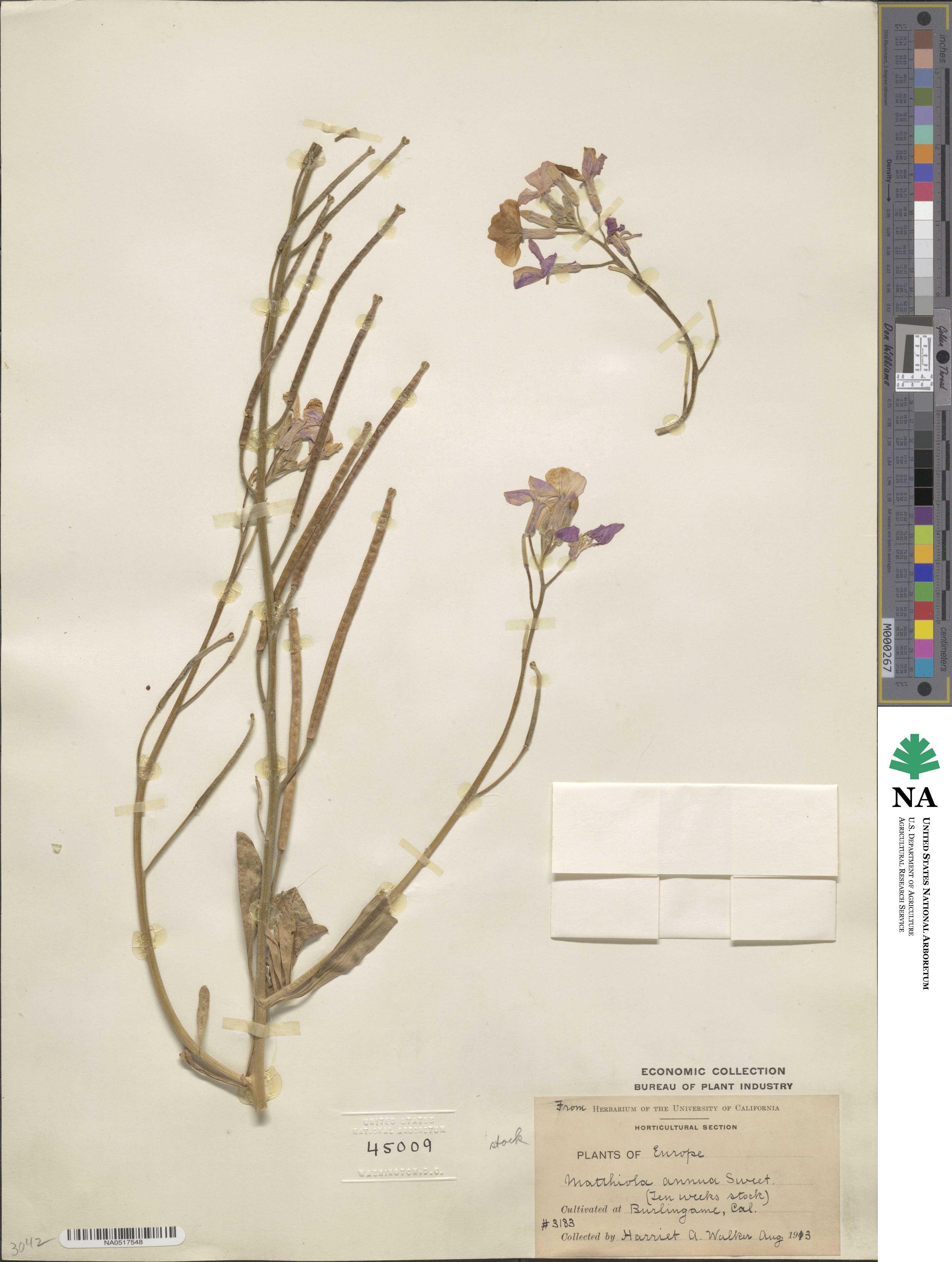 Matthiola annua image