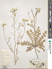 Bunias erucago image