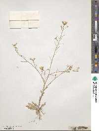 Bunias erucago image