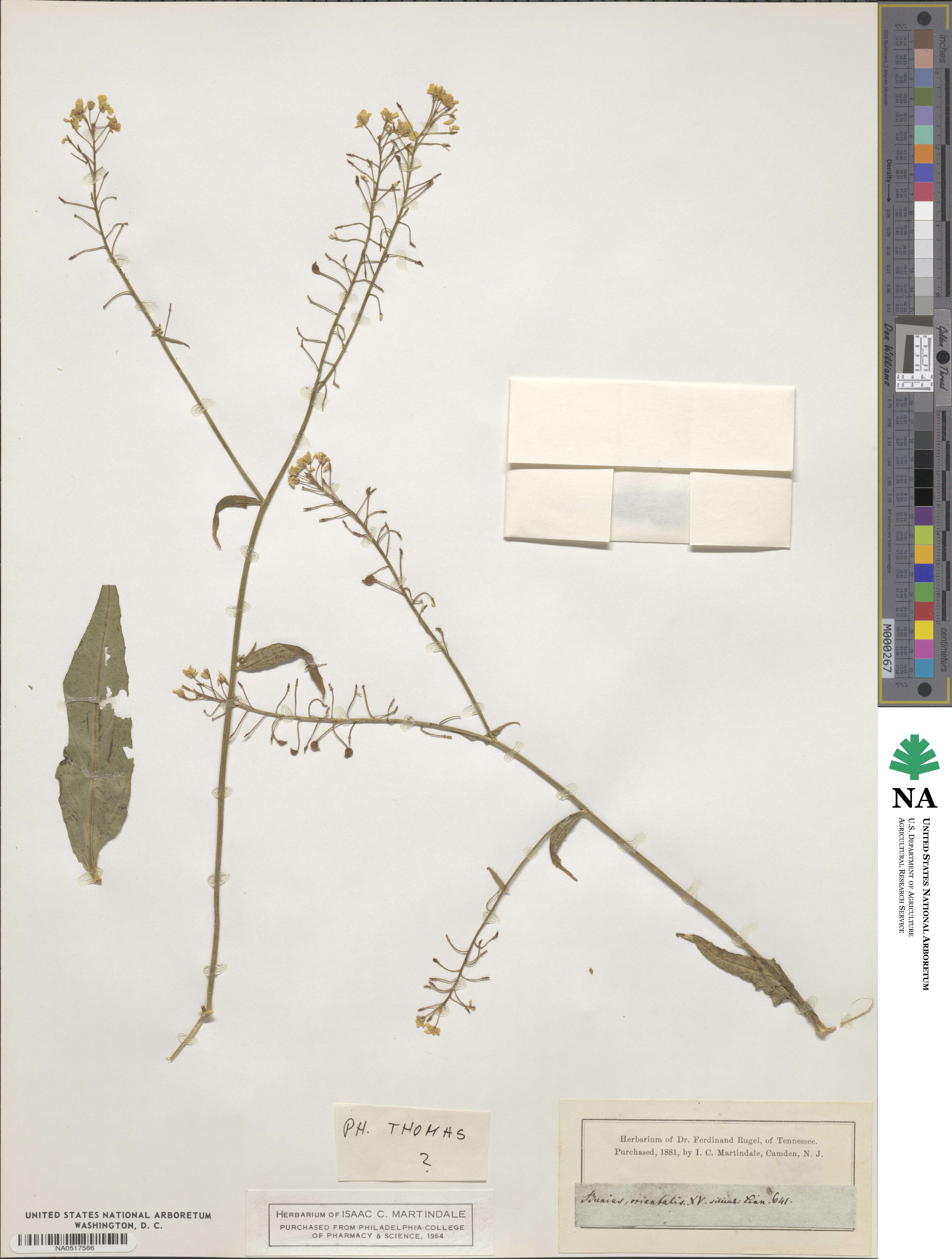 Bunias orientalis image