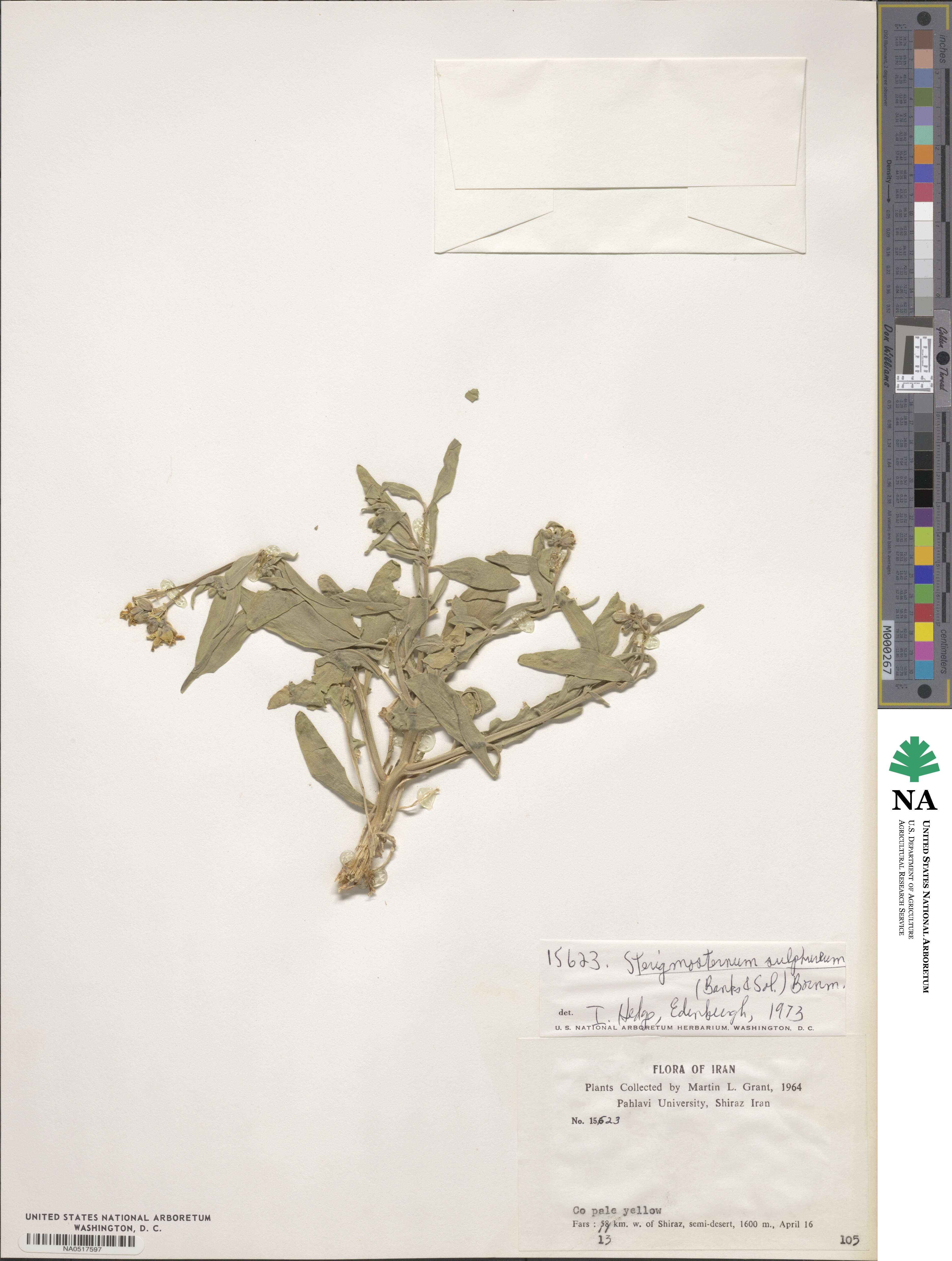 Sterigmostemum sulphureum image