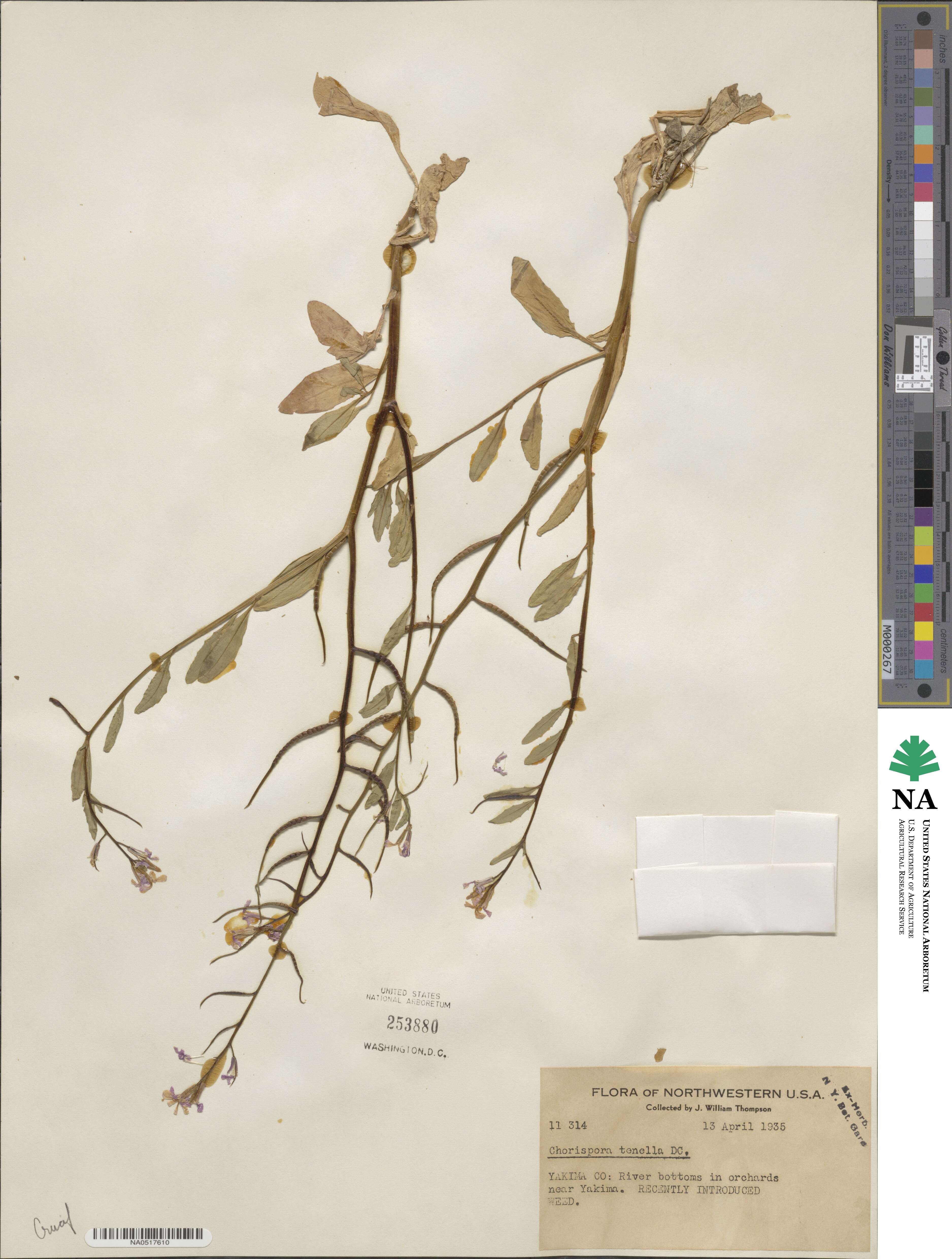 Chorispora tenella image