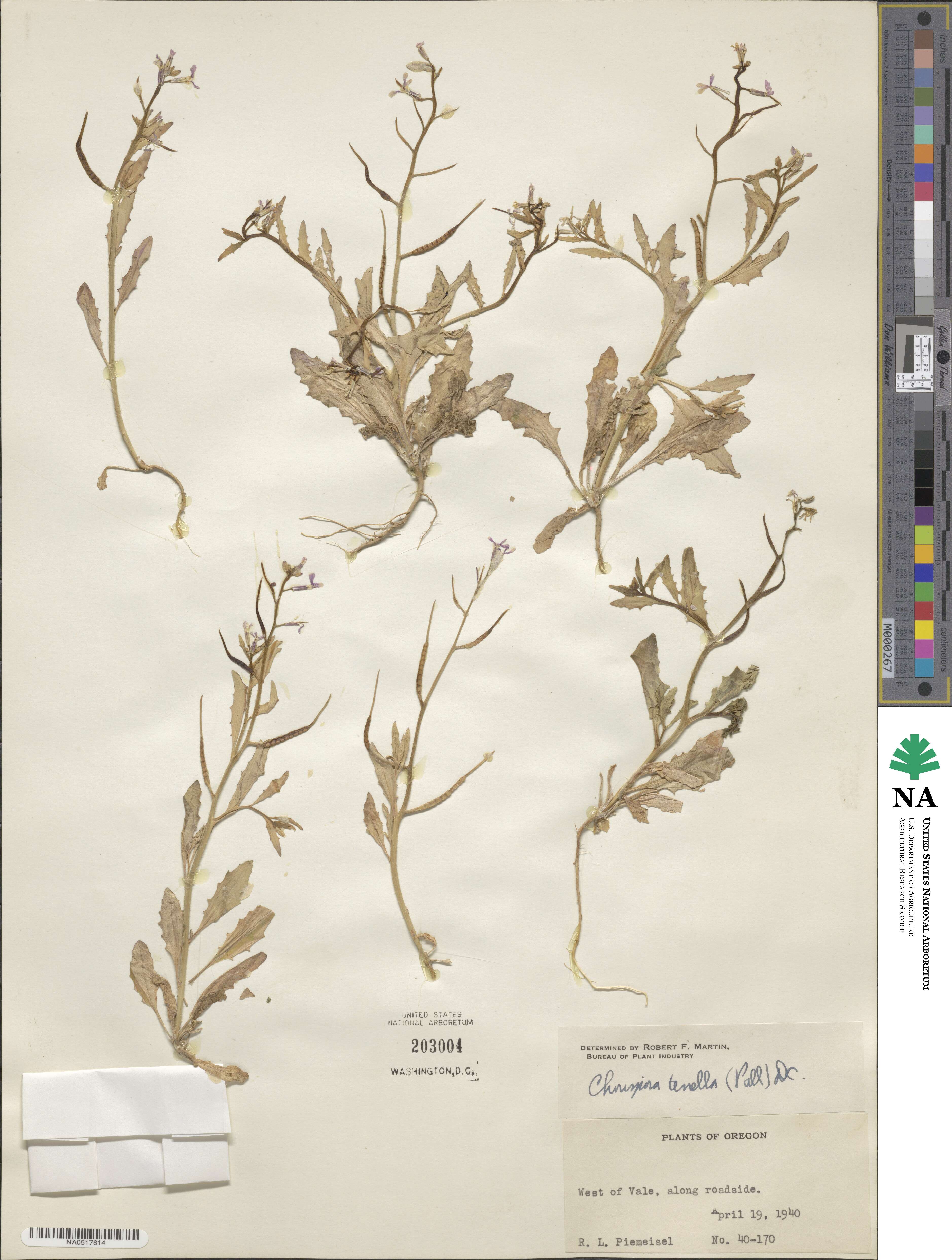 Chorispora tenella image