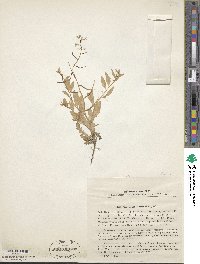 Chorispora tenella image