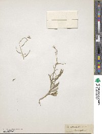 Chorispora tenella image