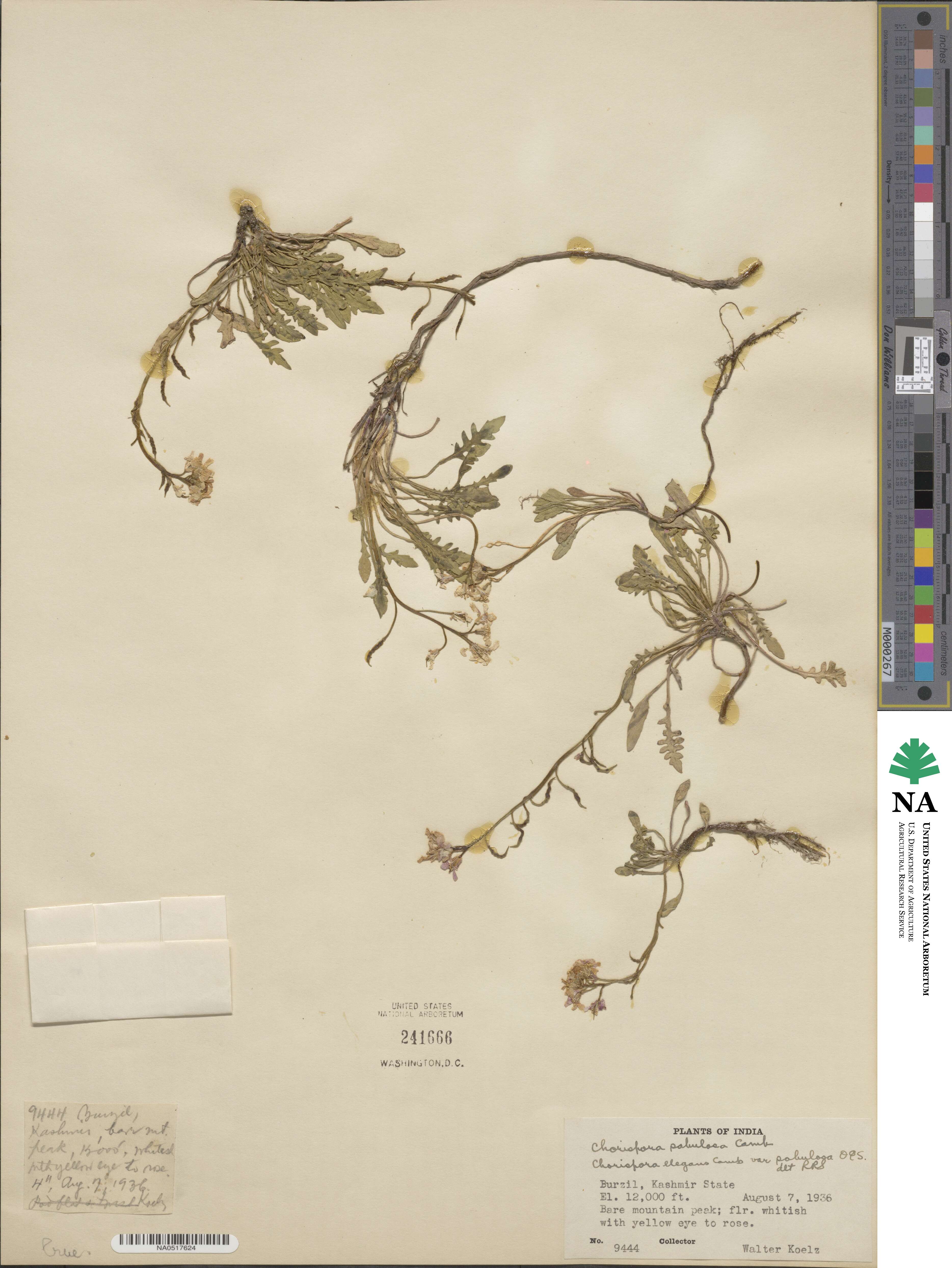 Chorispora sabulosa image