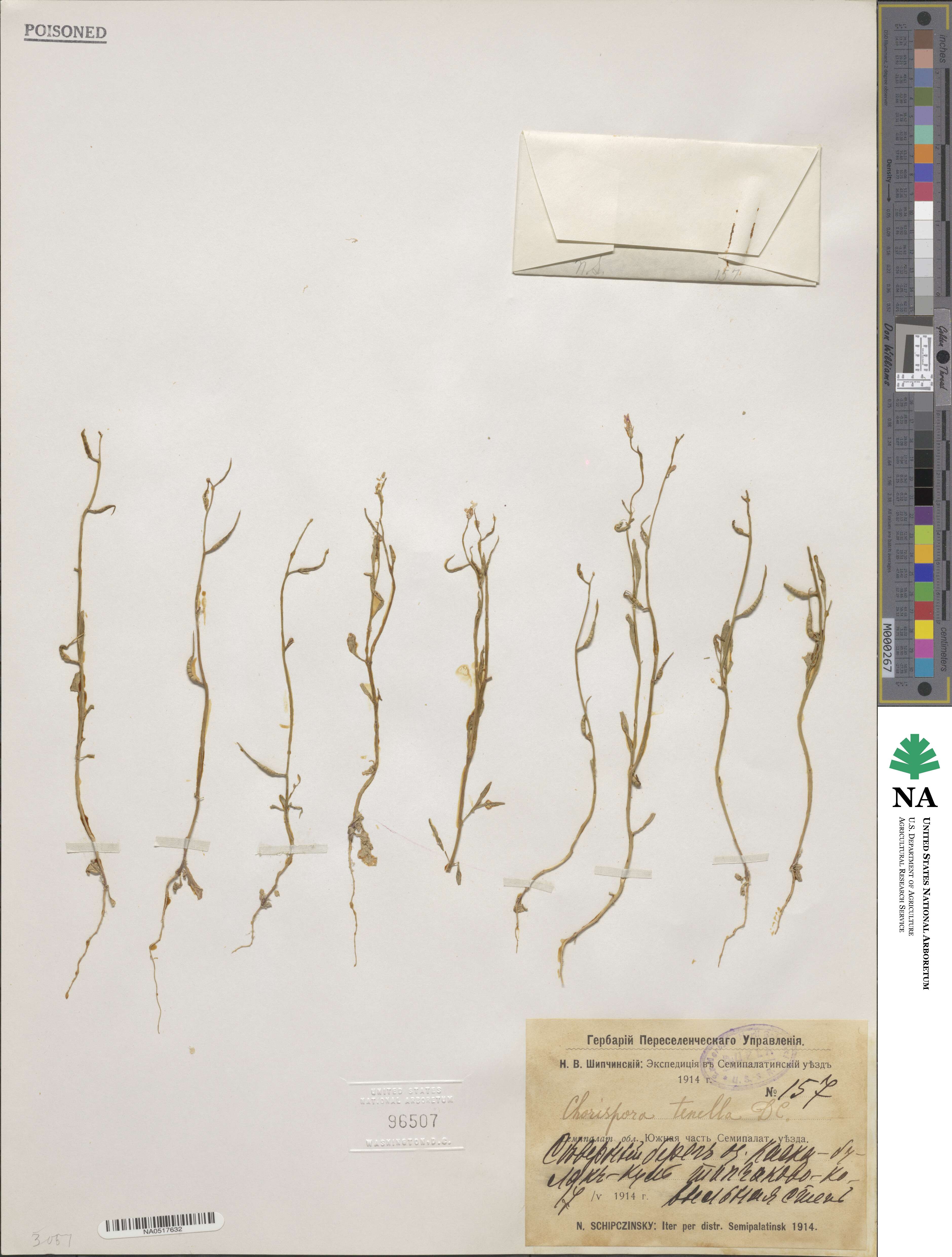 Chorispora tenella image