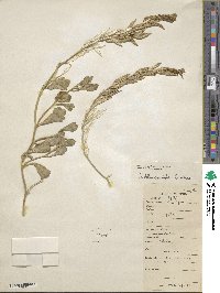 Christolea crassifolia image