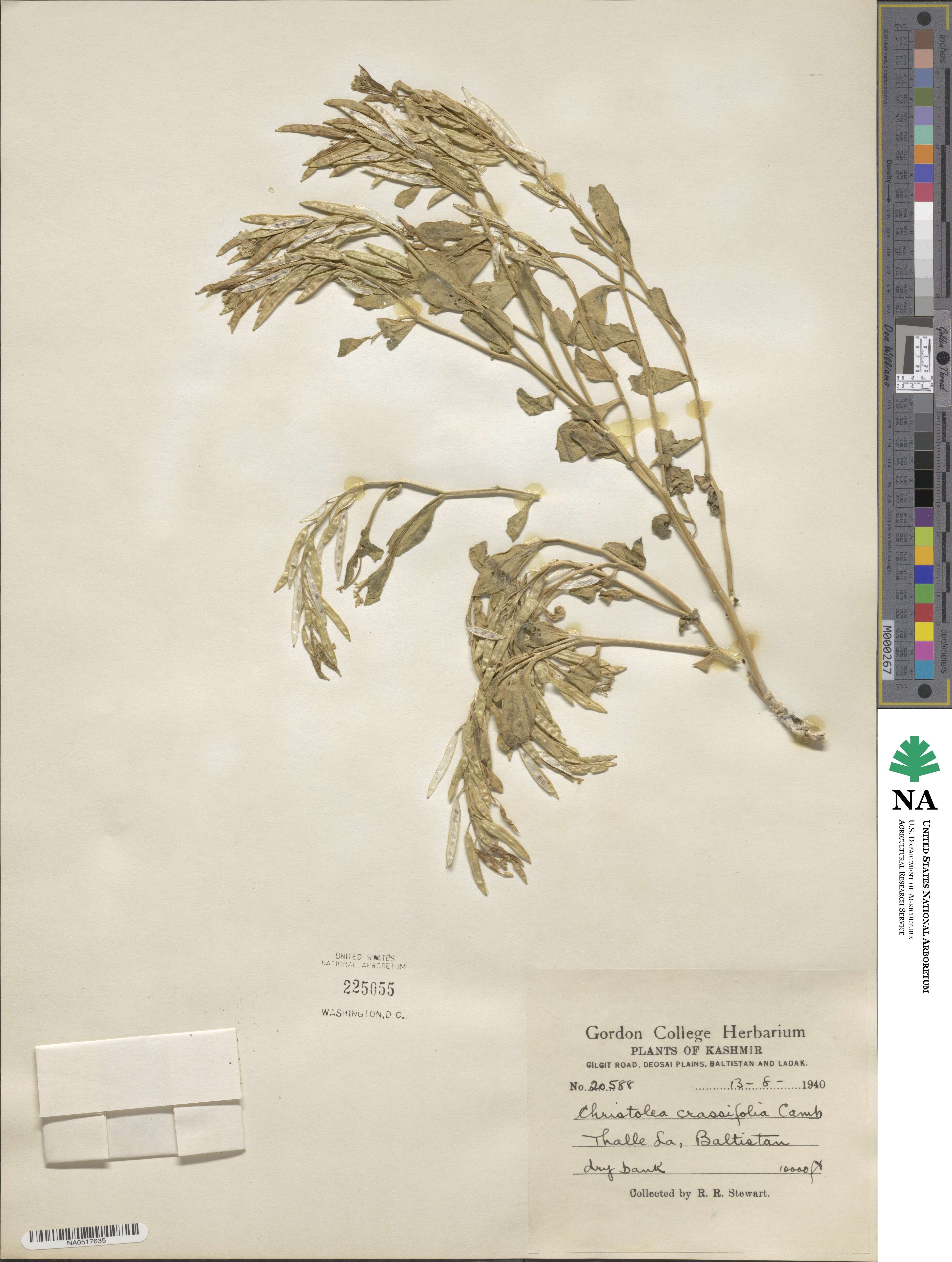 Christolea crassifolia image