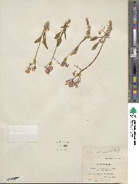 Parrya nudicaulis image