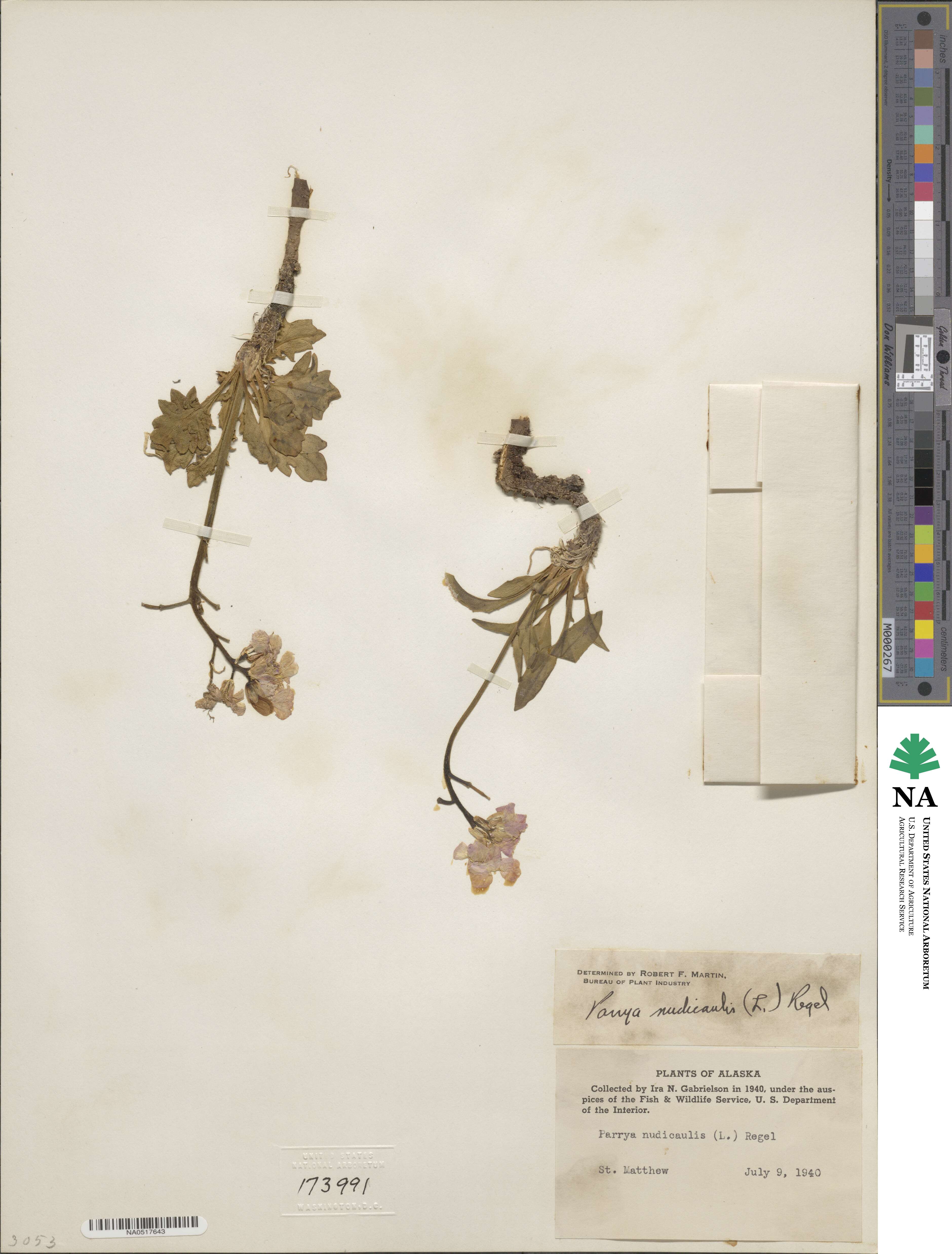 Parrya nudicaulis image