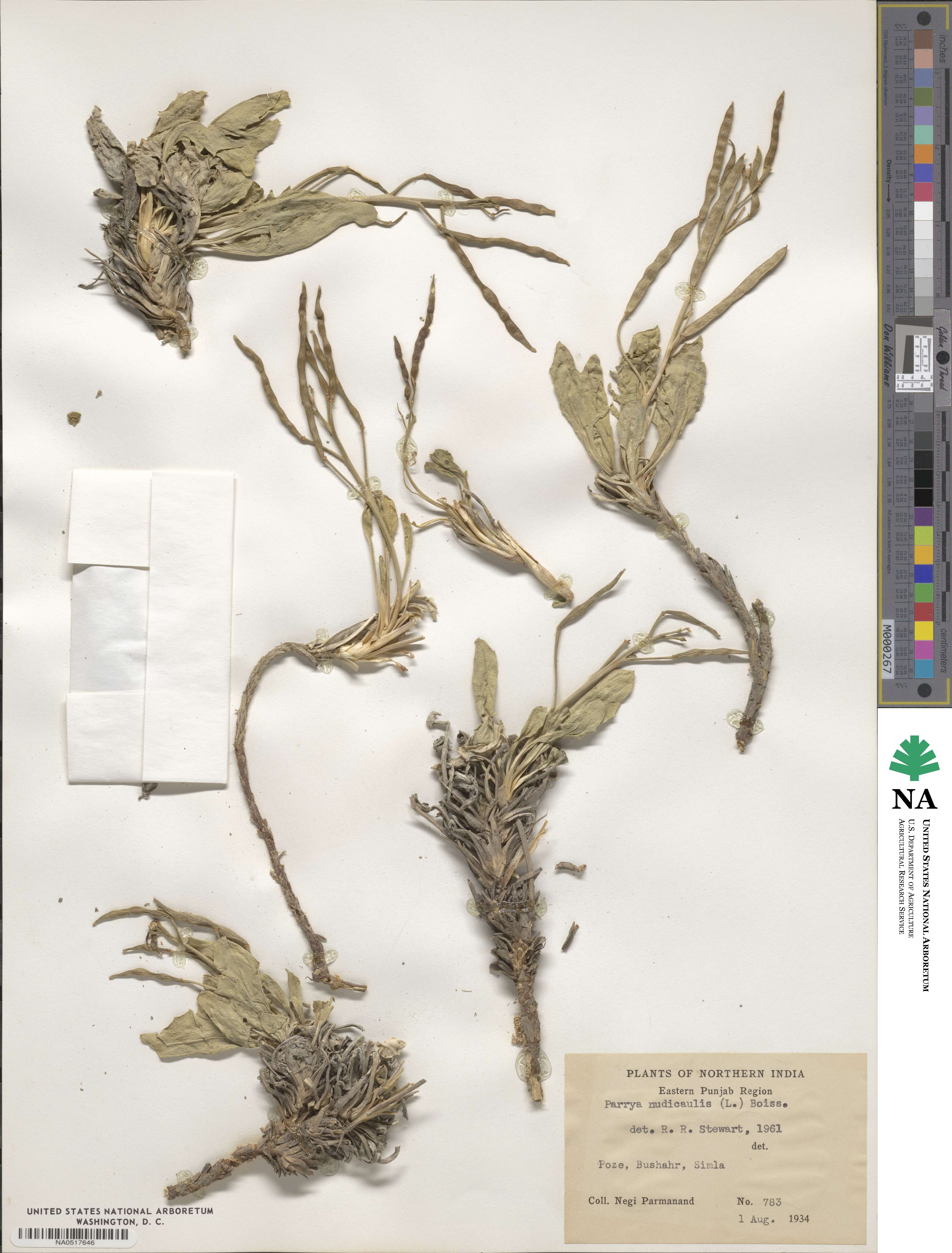 Parrya nudicaulis image