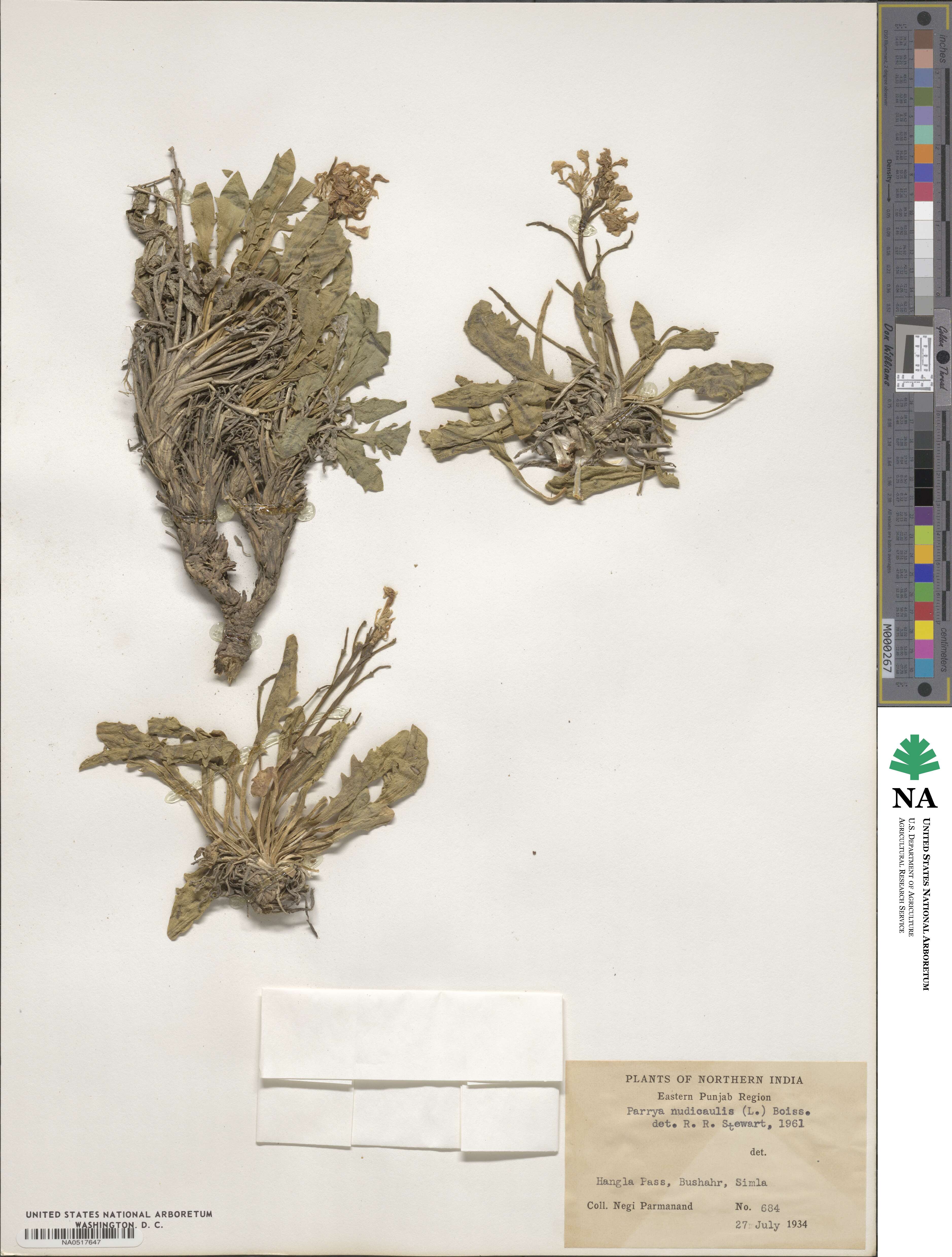 Parrya nudicaulis image