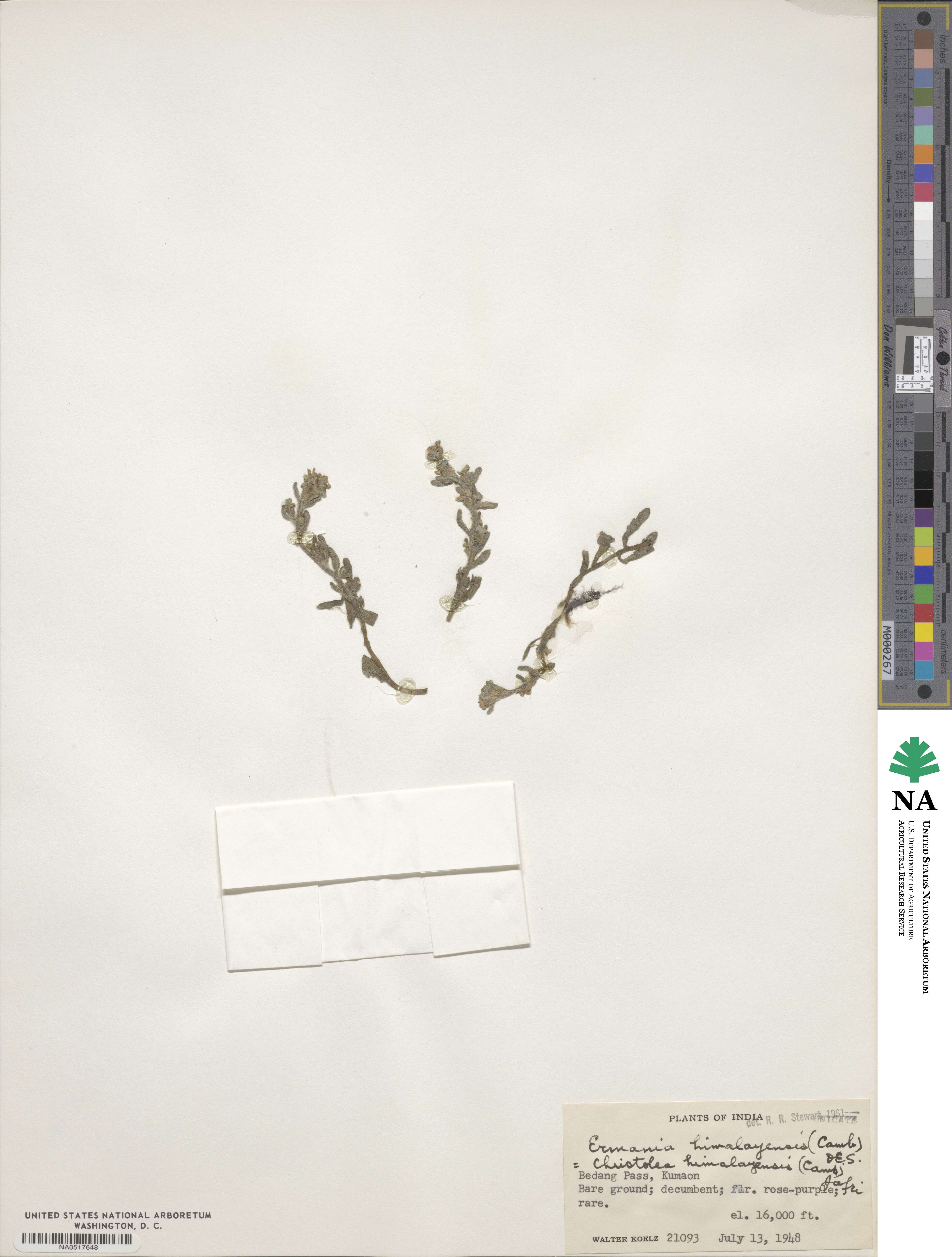 Solms-laubachia himalayensis image