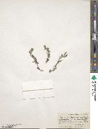Solms-laubachia himalayensis image