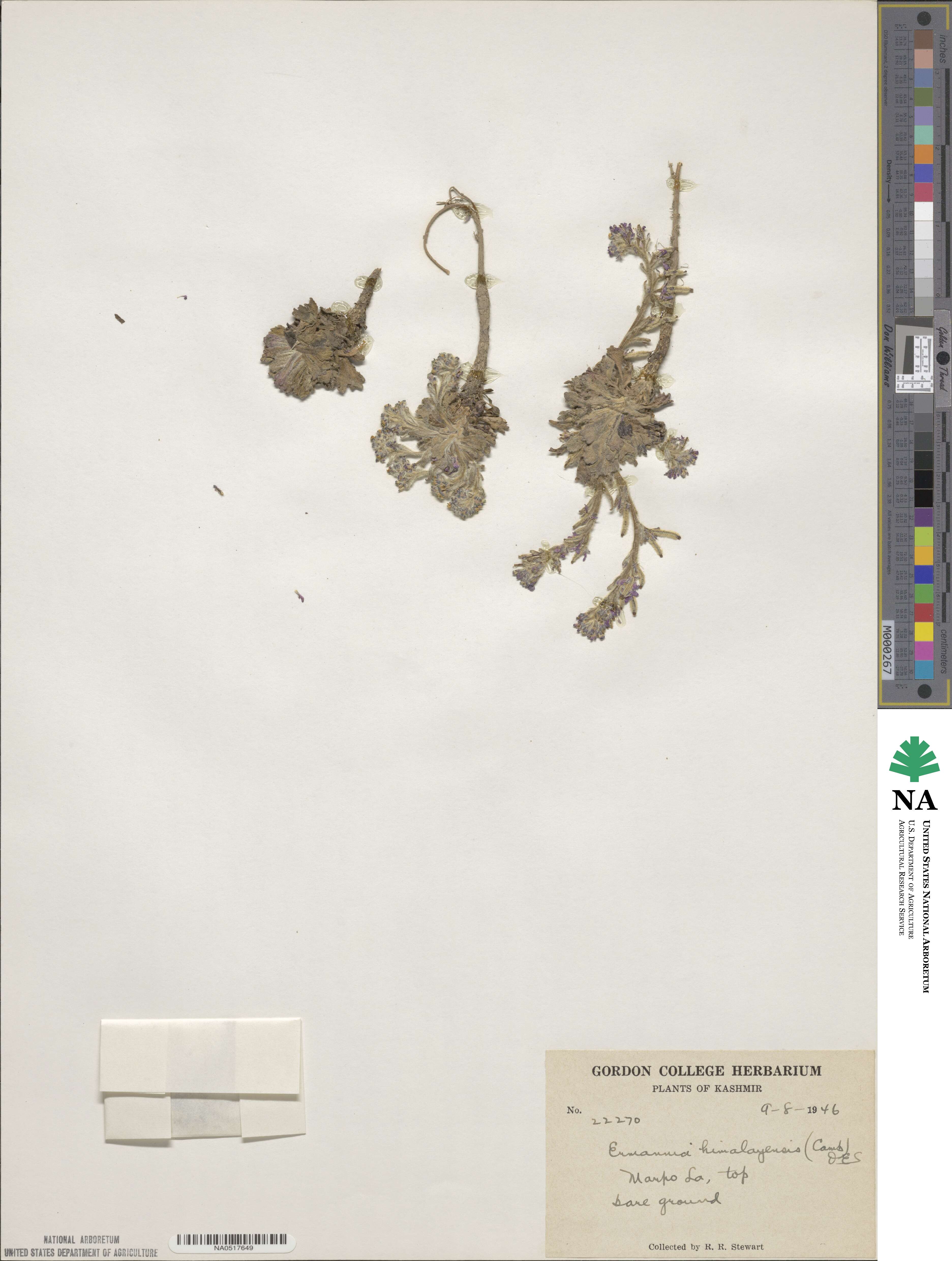 Solms-laubachia himalayensis image