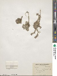 Solms-laubachia himalayensis image