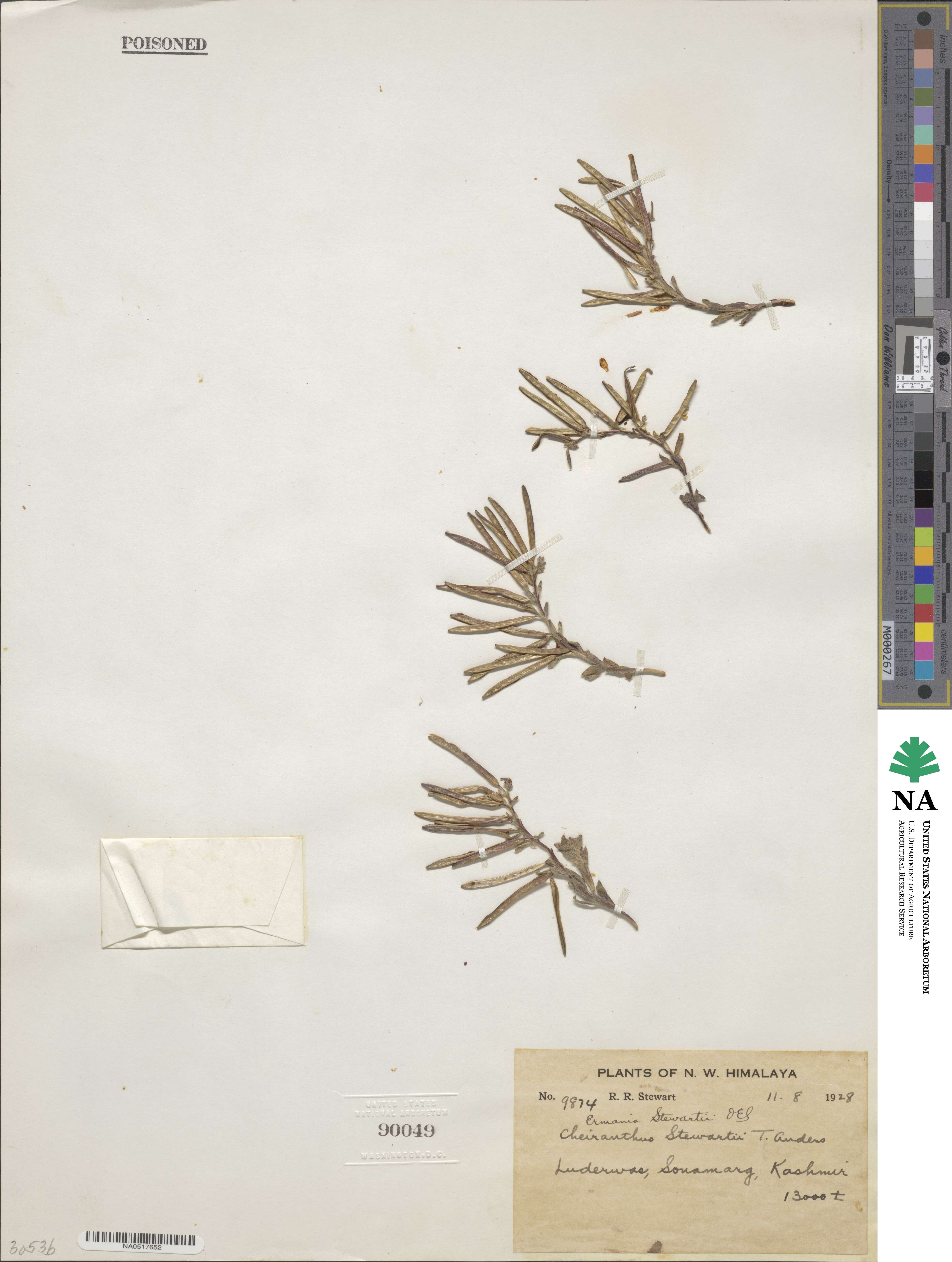 Solms-laubachia stewartii image