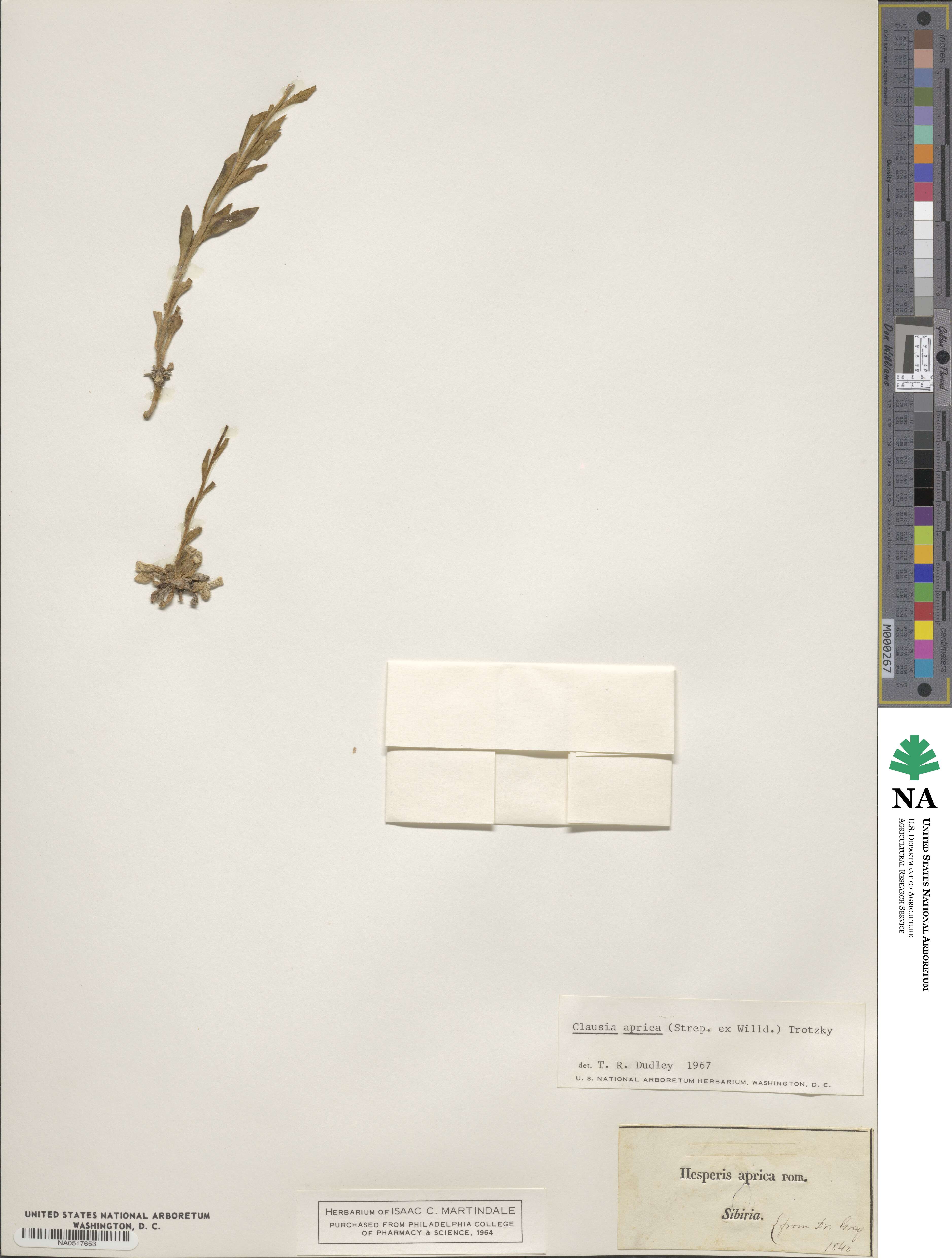 Clausia aprica image