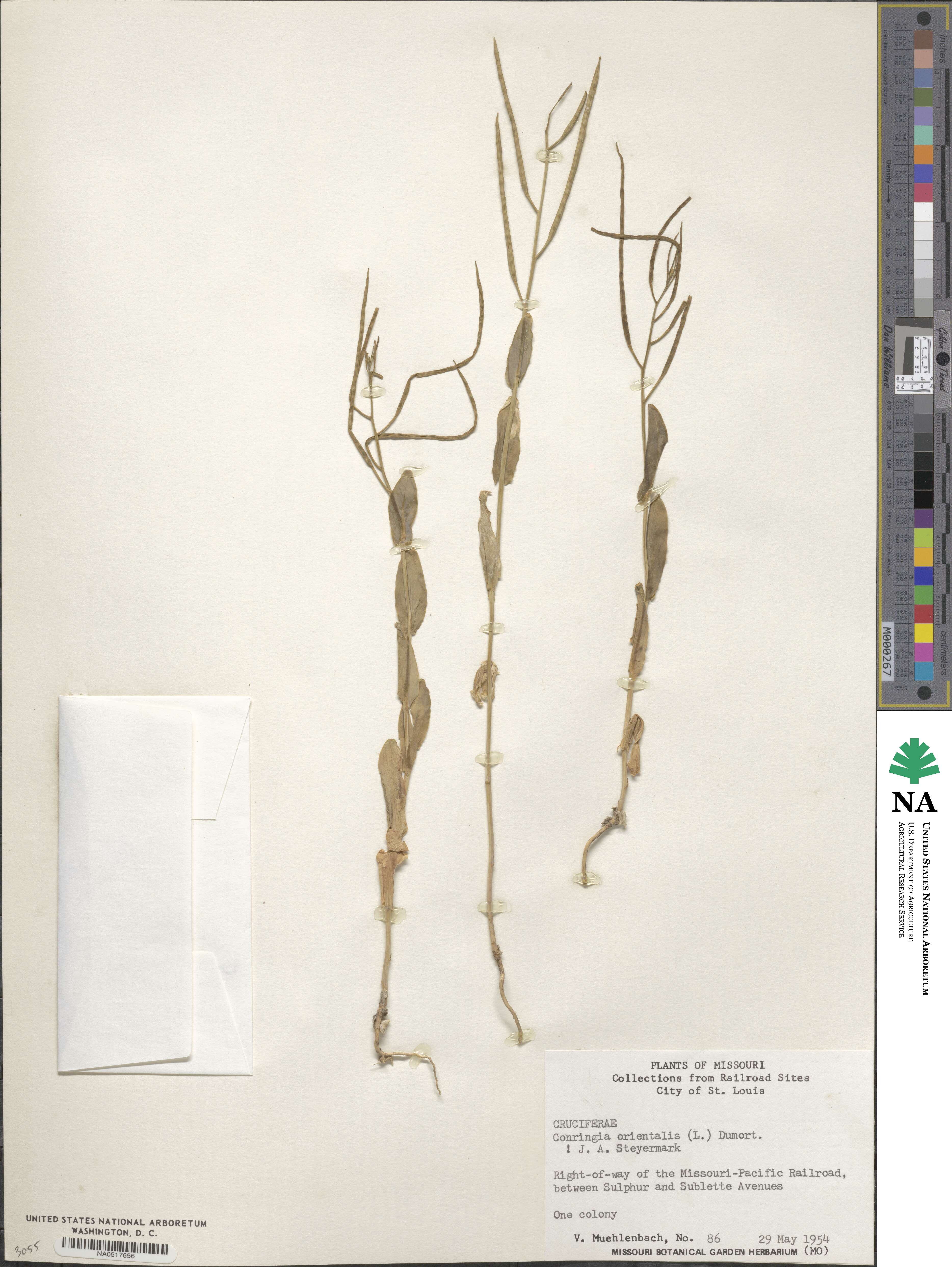 Conringia orientalis image