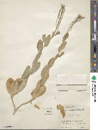 Conringia orientalis image