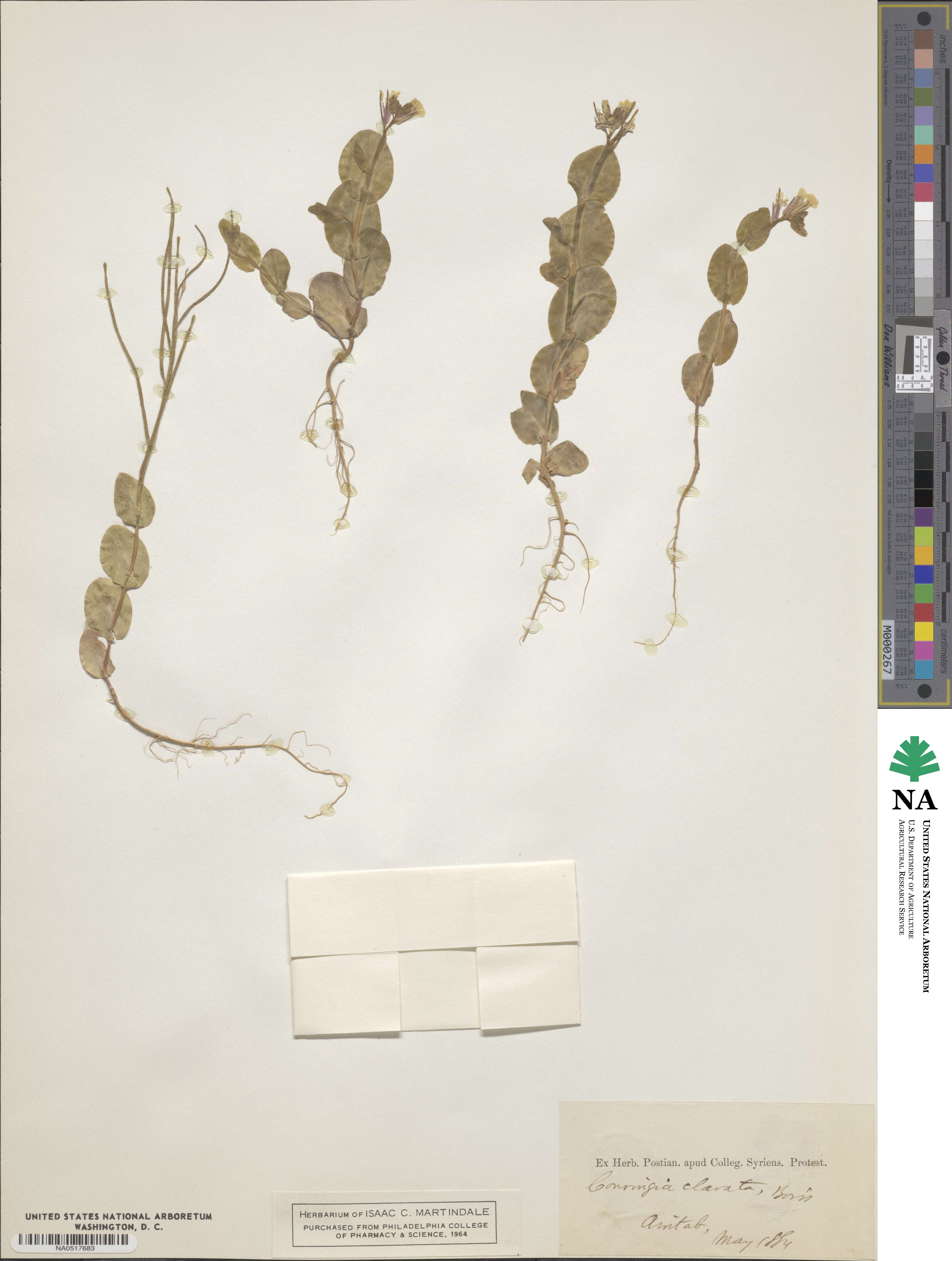 Conringia perfoliata image