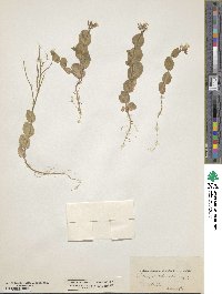 Image of Conringia perfoliata