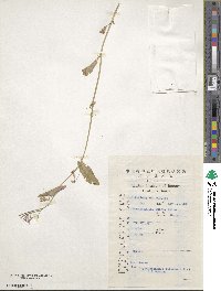 Orychophragmus violaceus image