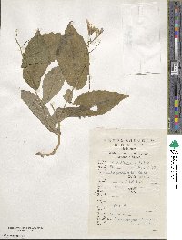 Orychophragmus violaceus image