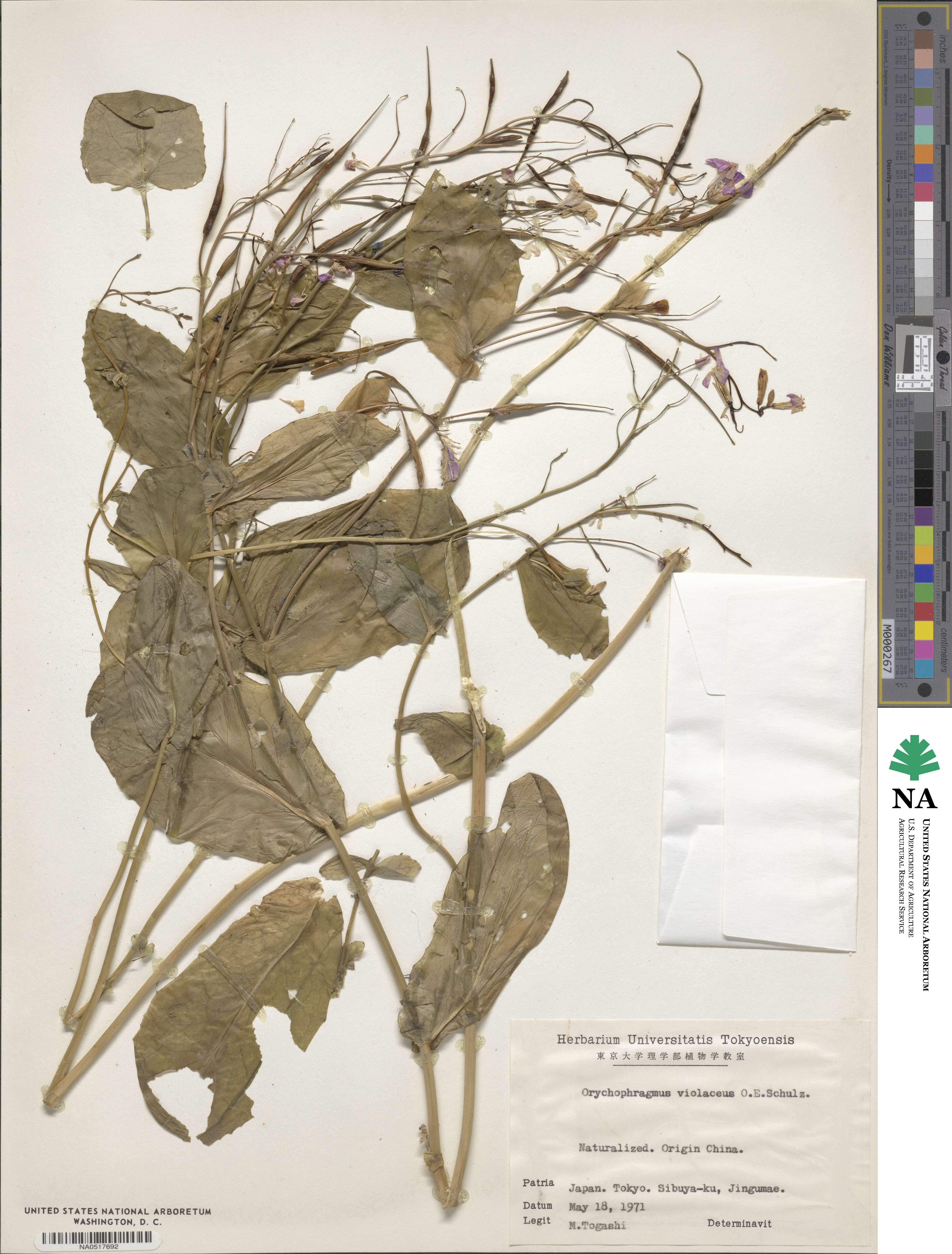 Orychophragmus violaceus image