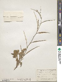 Orychophragmus violaceus image