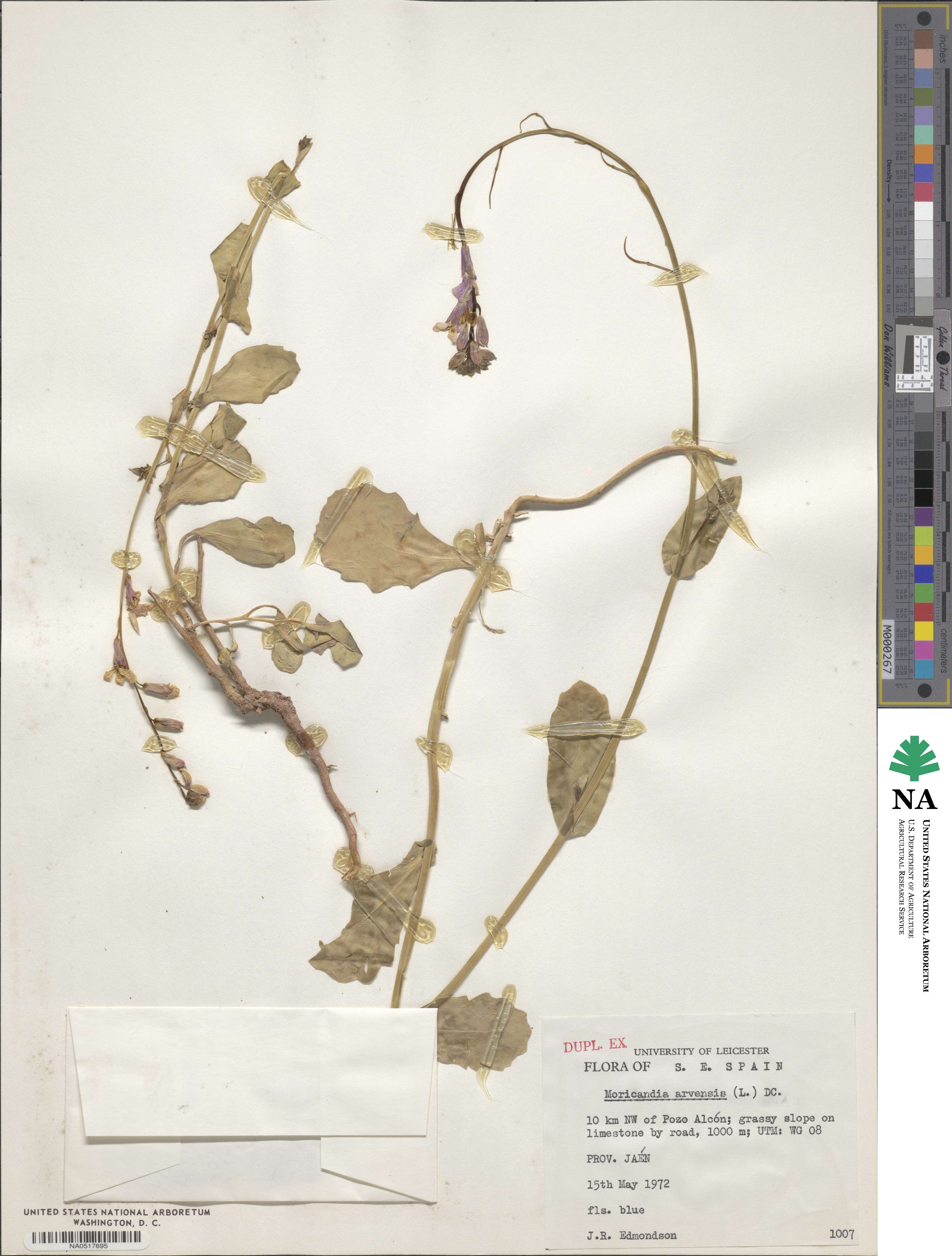 Moricandia arvensis image