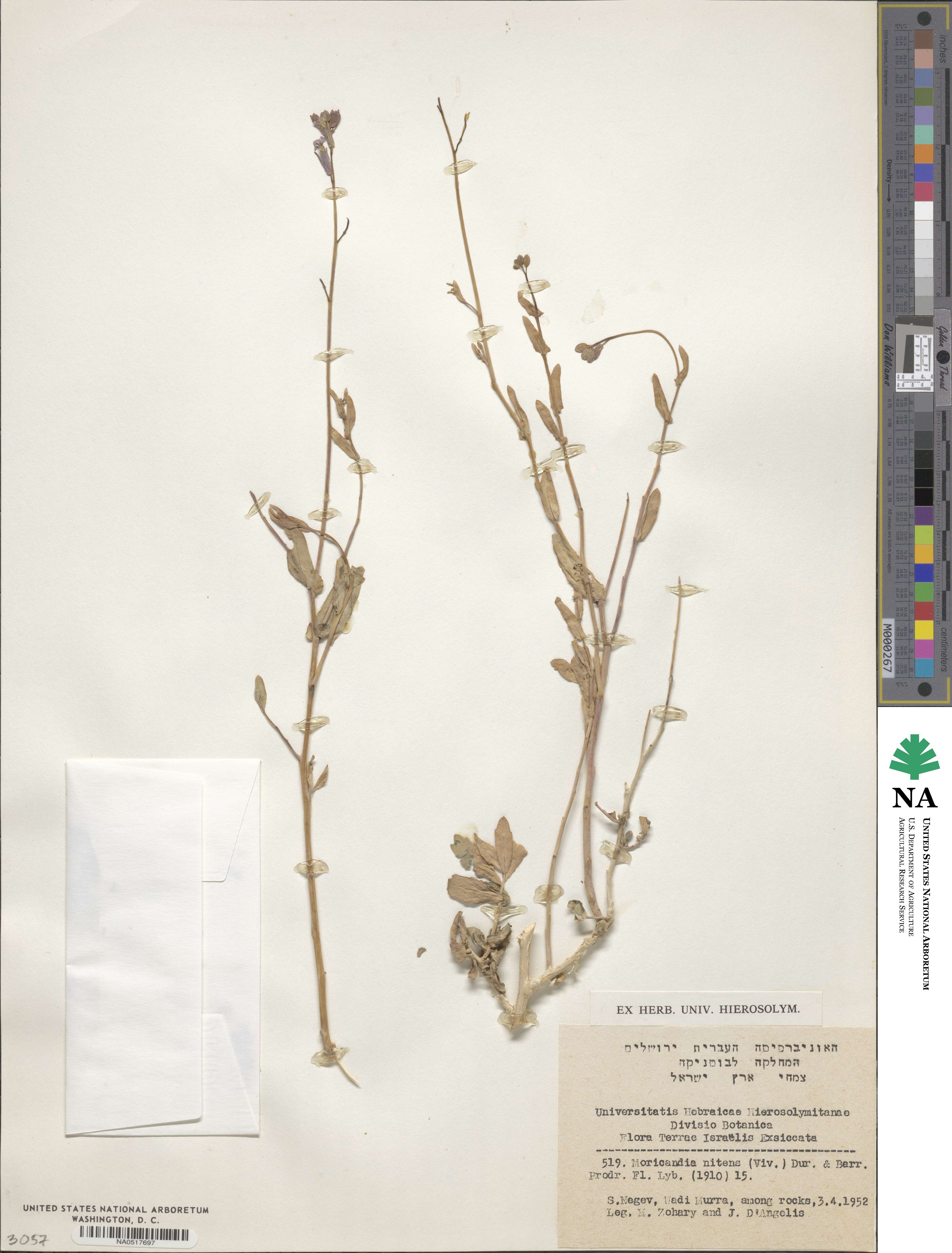 Moricandia nitens image