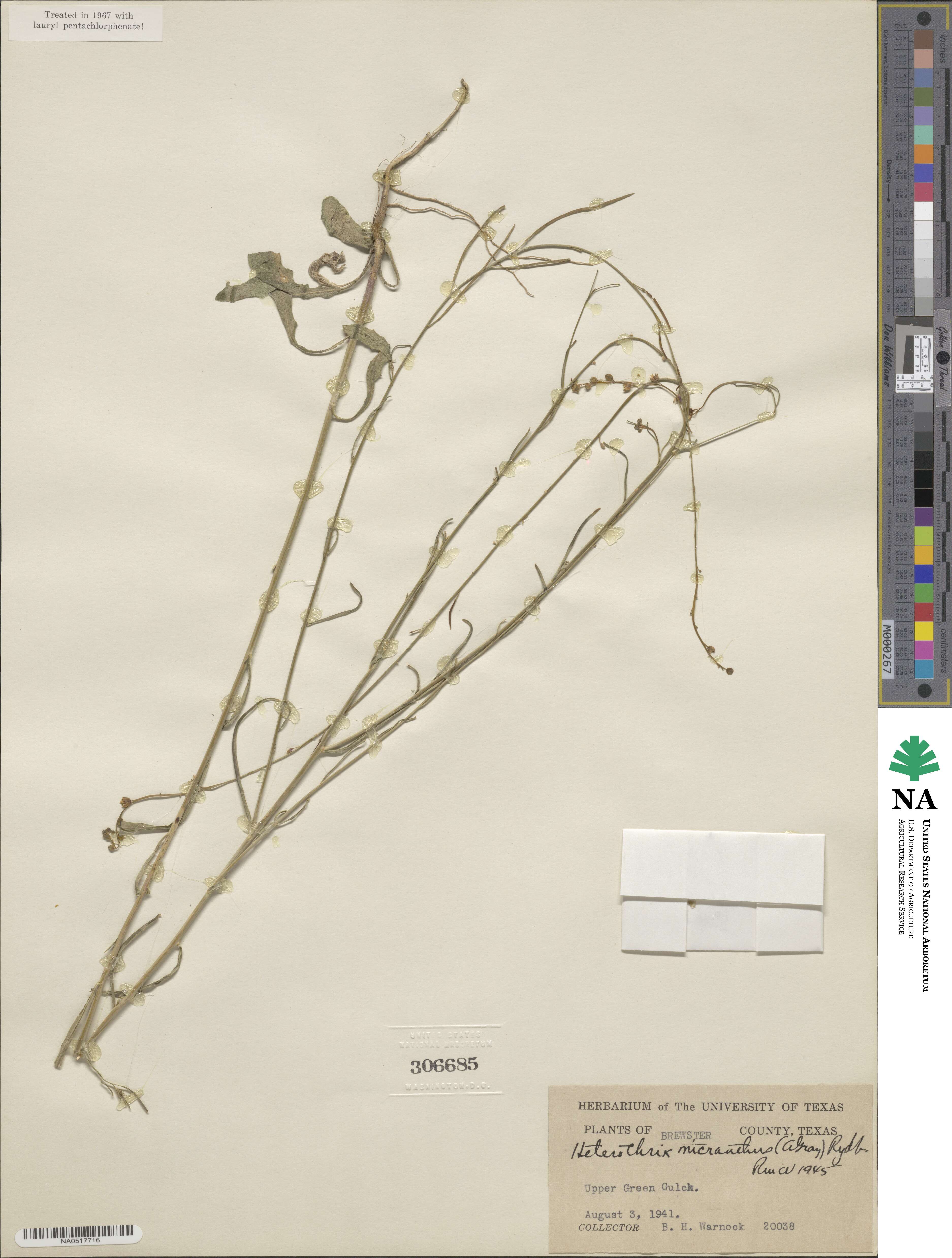 Pennellia micrantha image