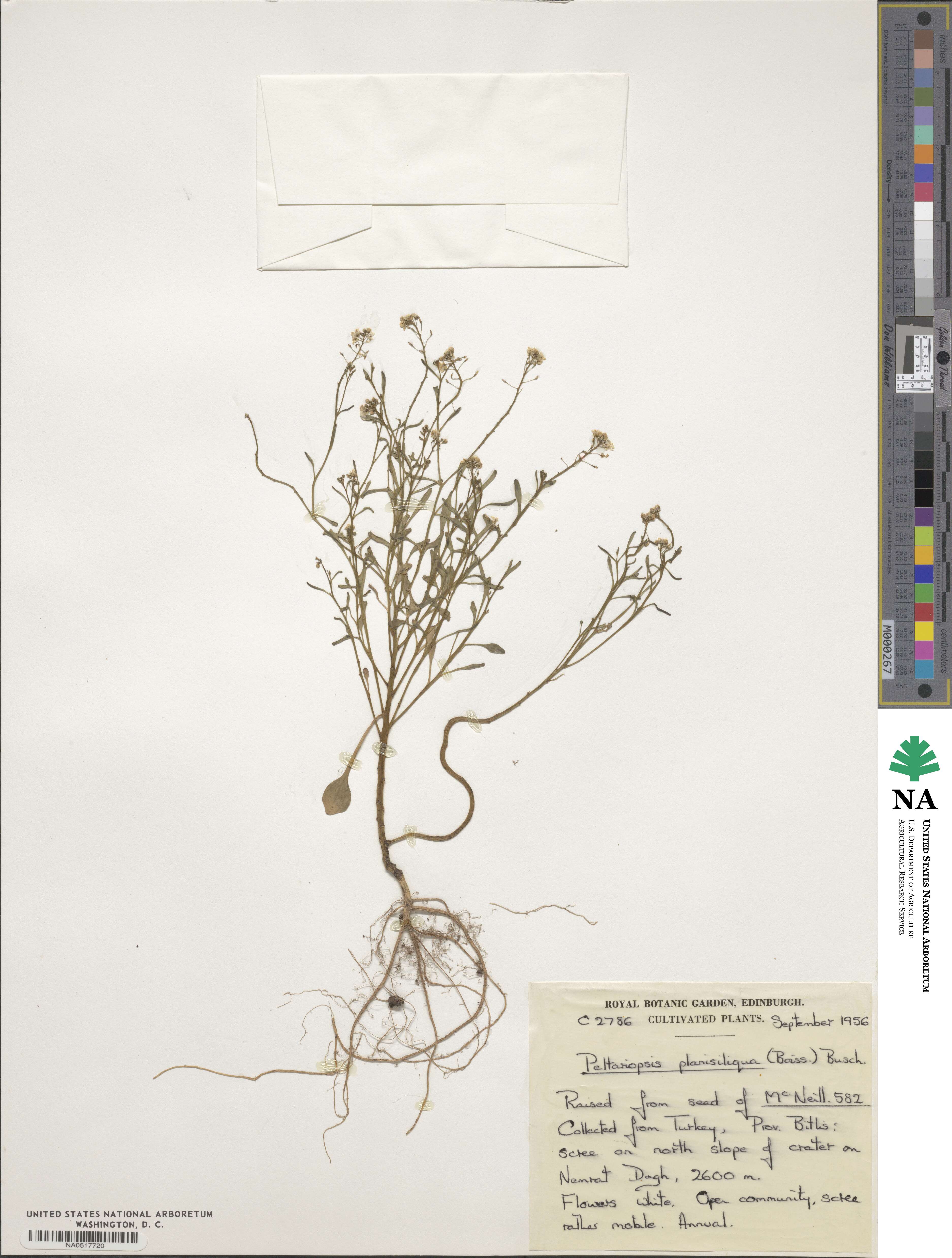 Peltariopsis planisiliqua image