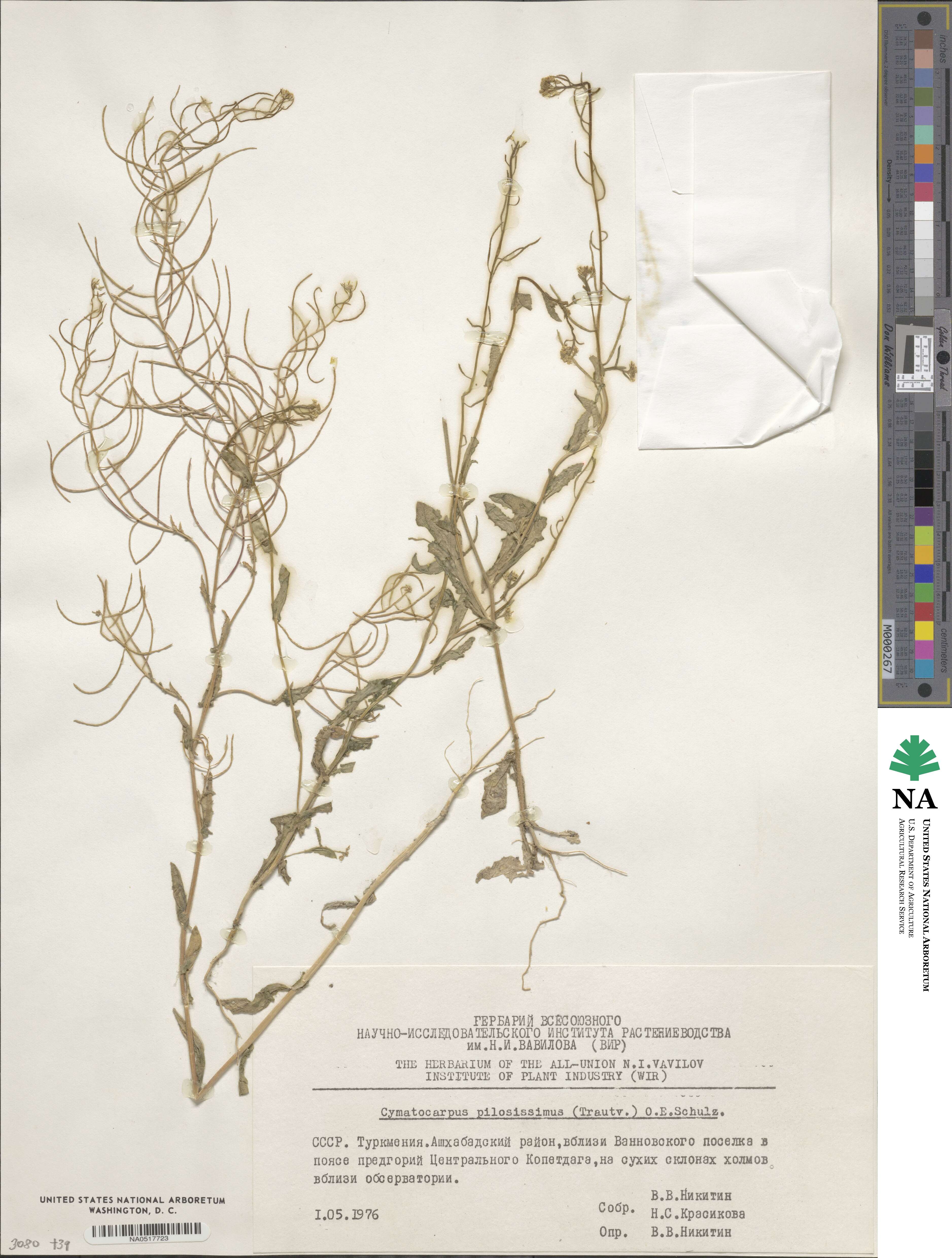 Cymatocarpus image