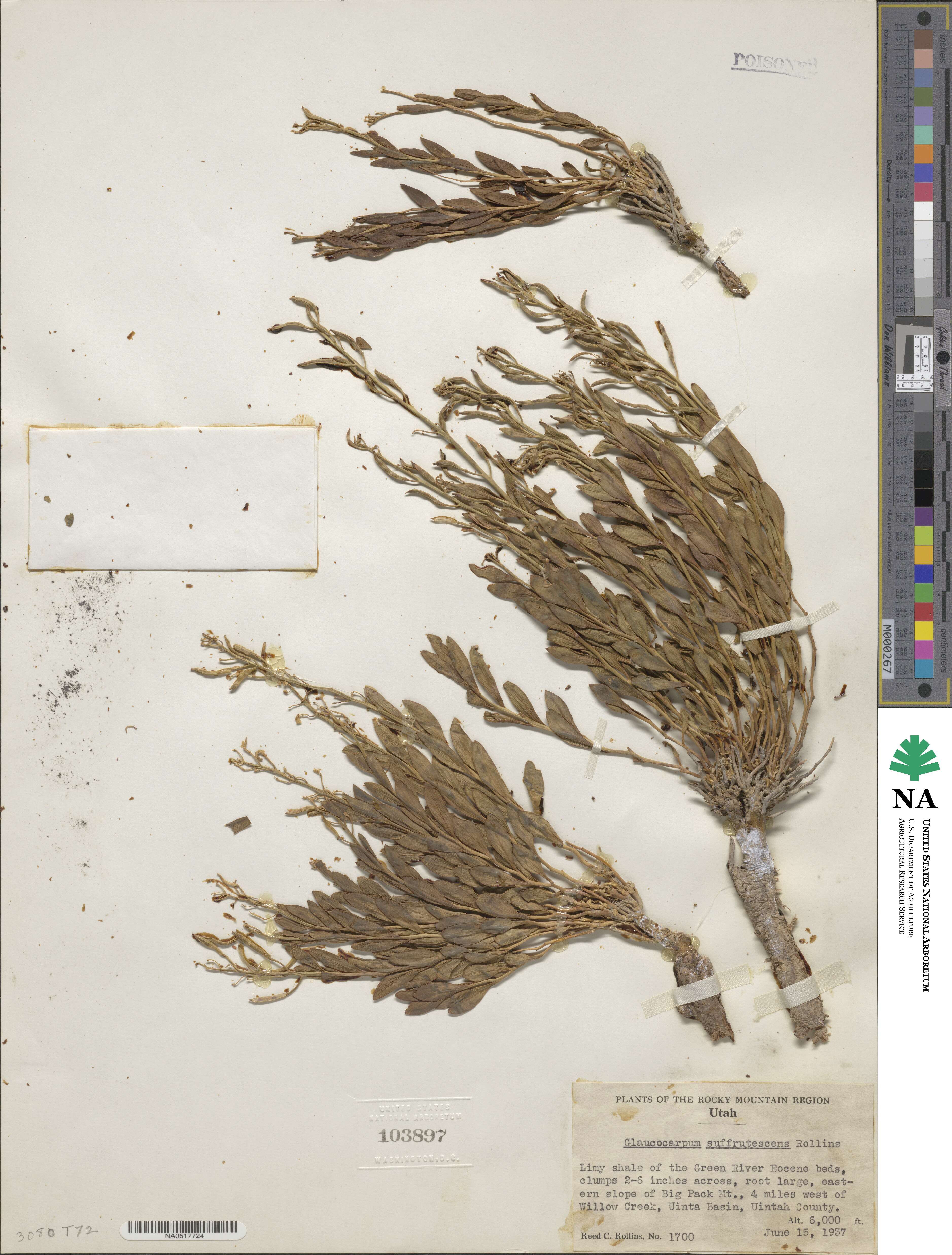Hesperidanthus suffrutescens image