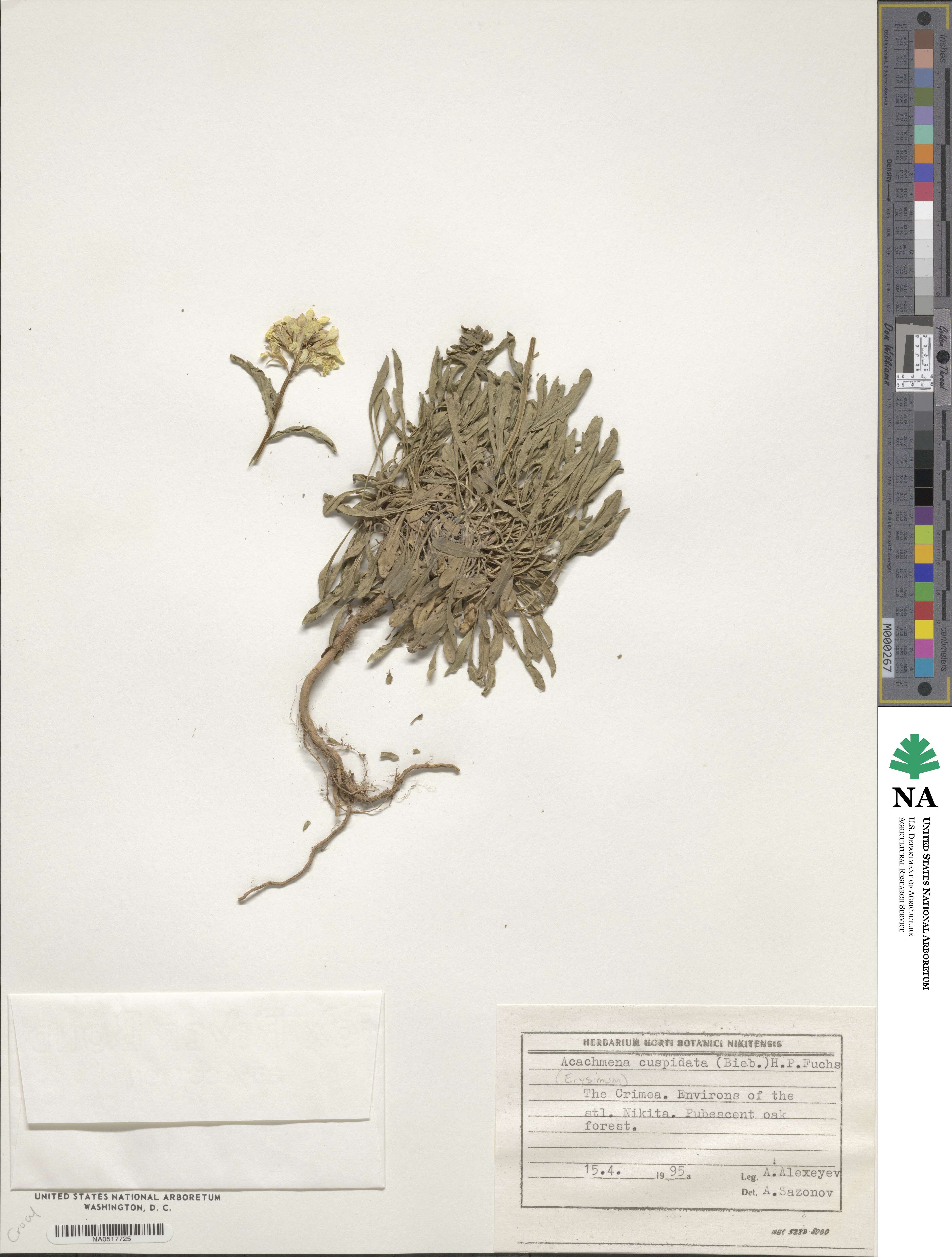 Erysimum cuspidatum image