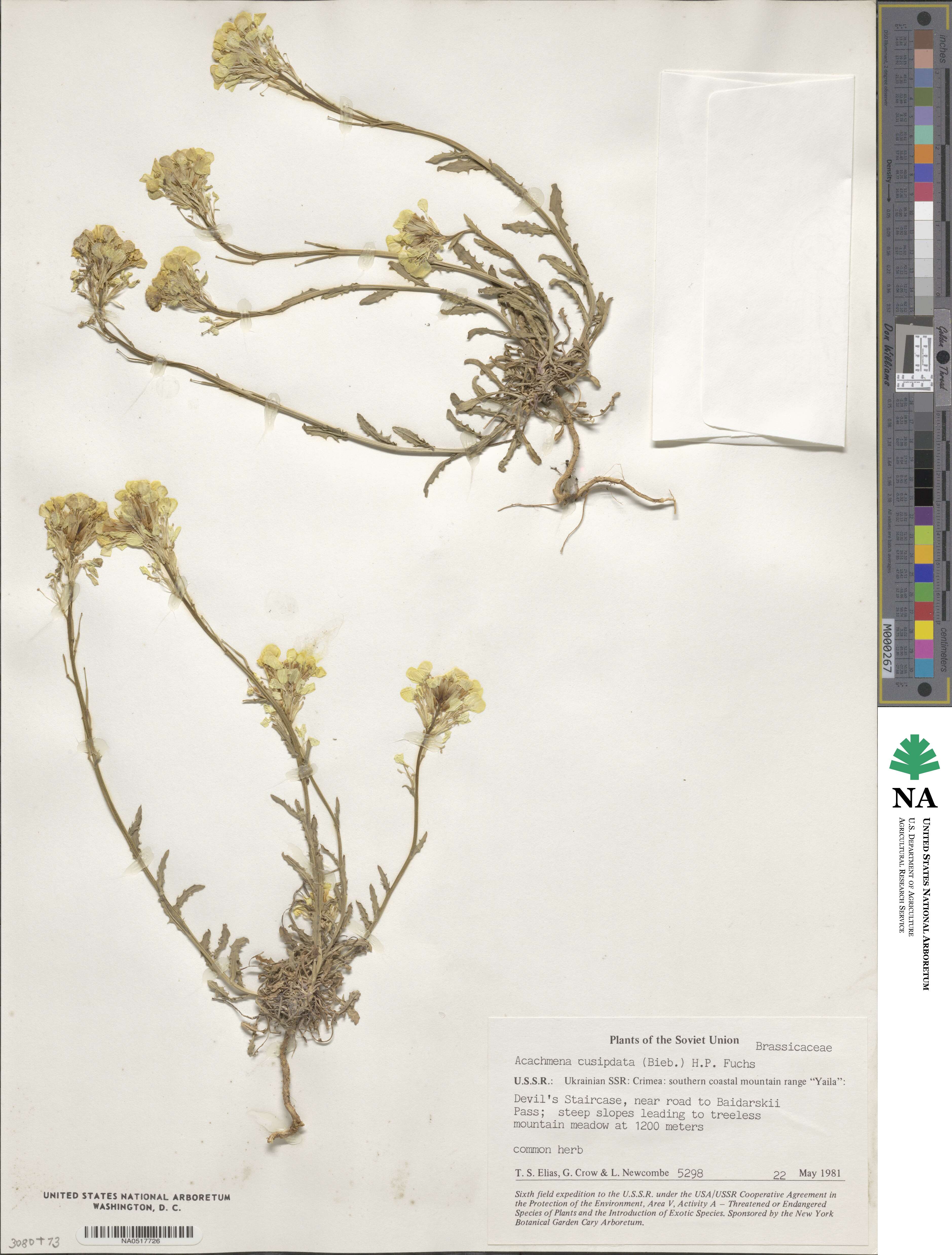 Erysimum cuspidatum image