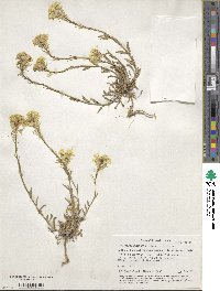 Erysimum cuspidatum image