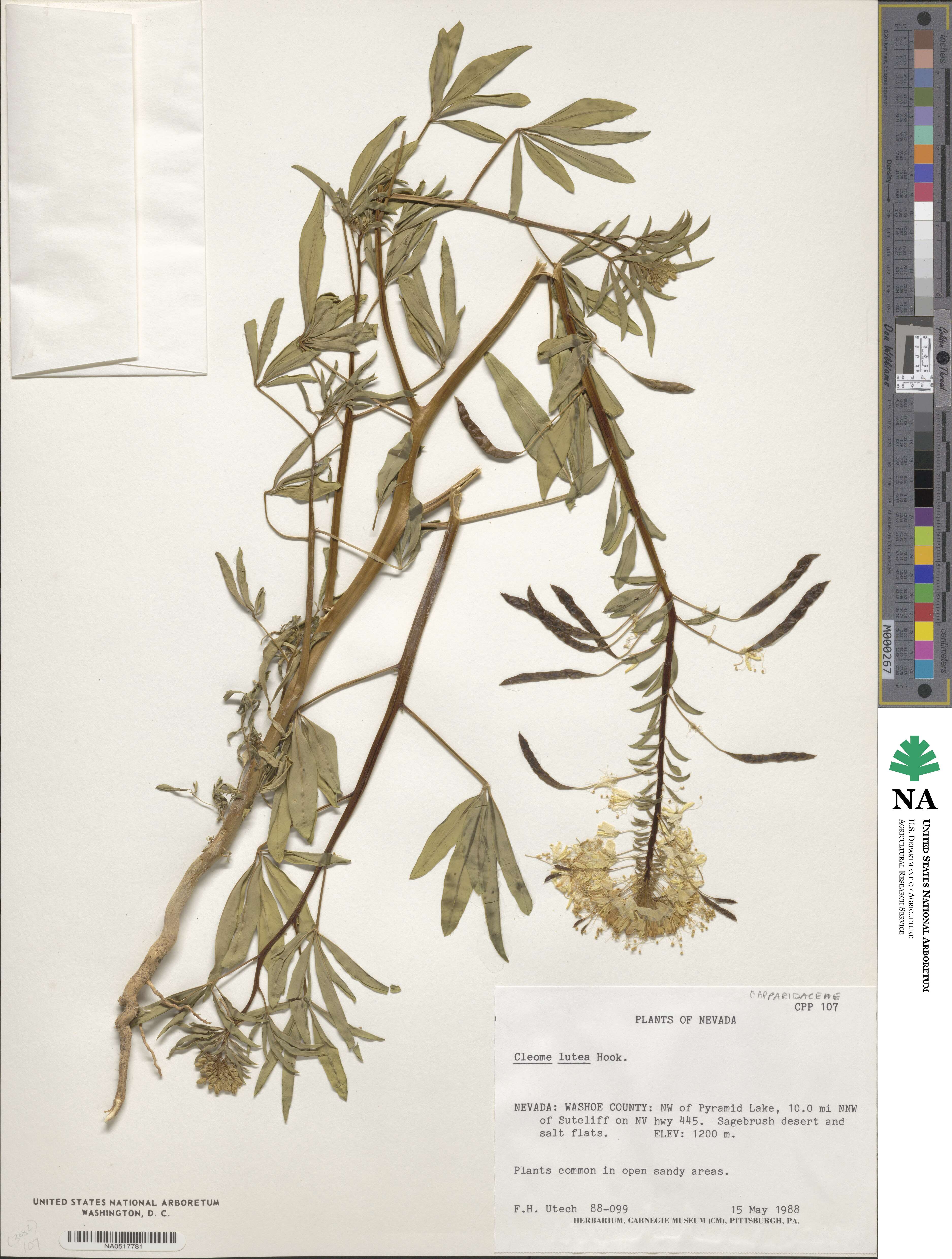 Cleome lutea image