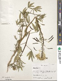 Cleome lutea image