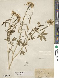 Cleome lutea image