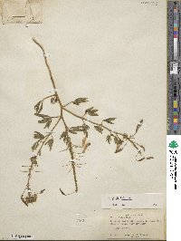 Cleome lutea image